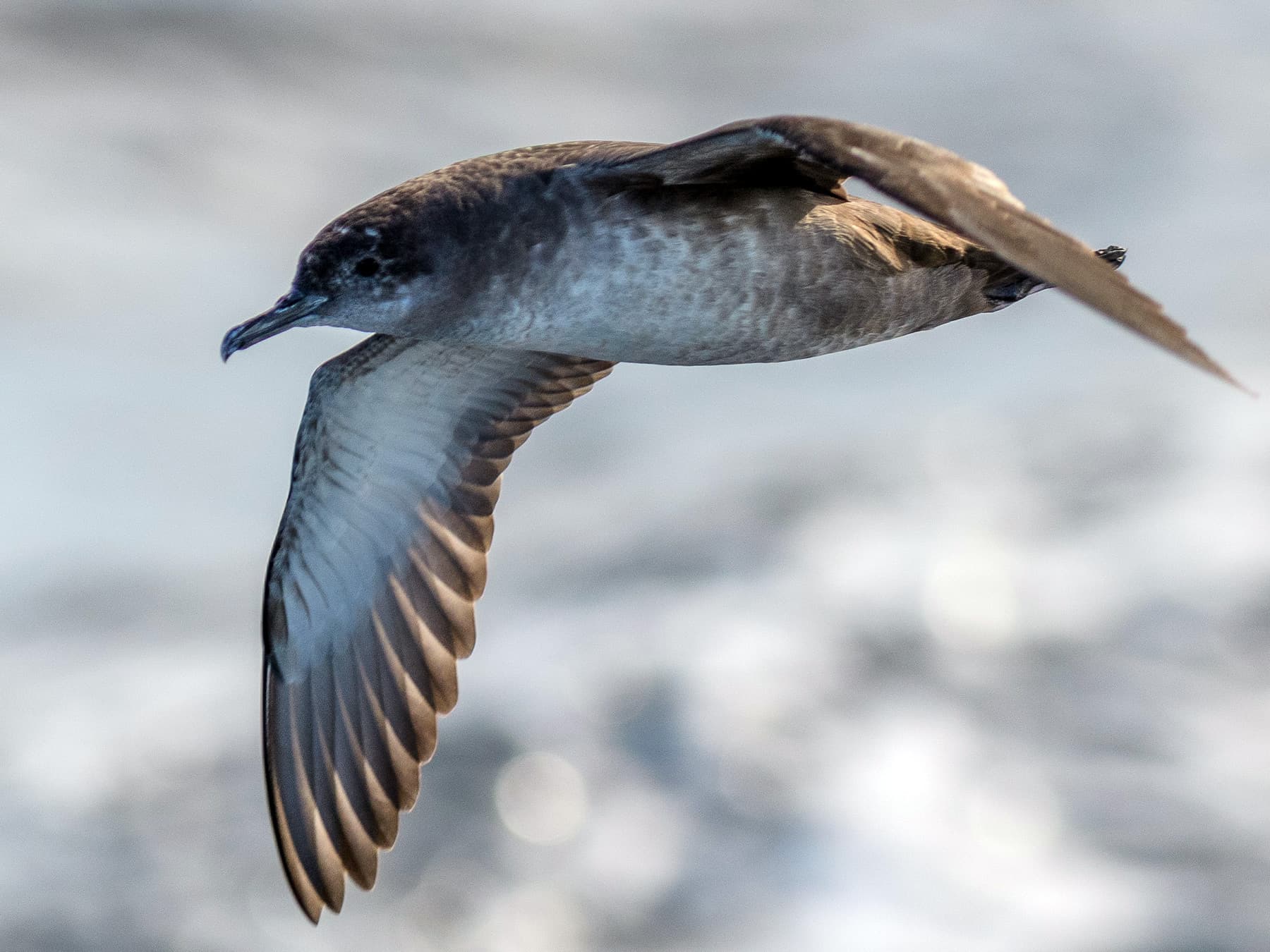 Balearic Shearwater in-flight over the coast