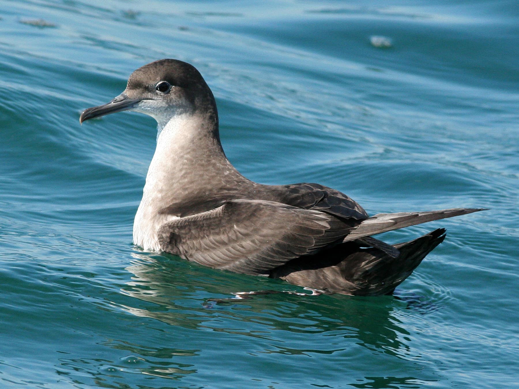 Balearic Shearwater resting out at sea