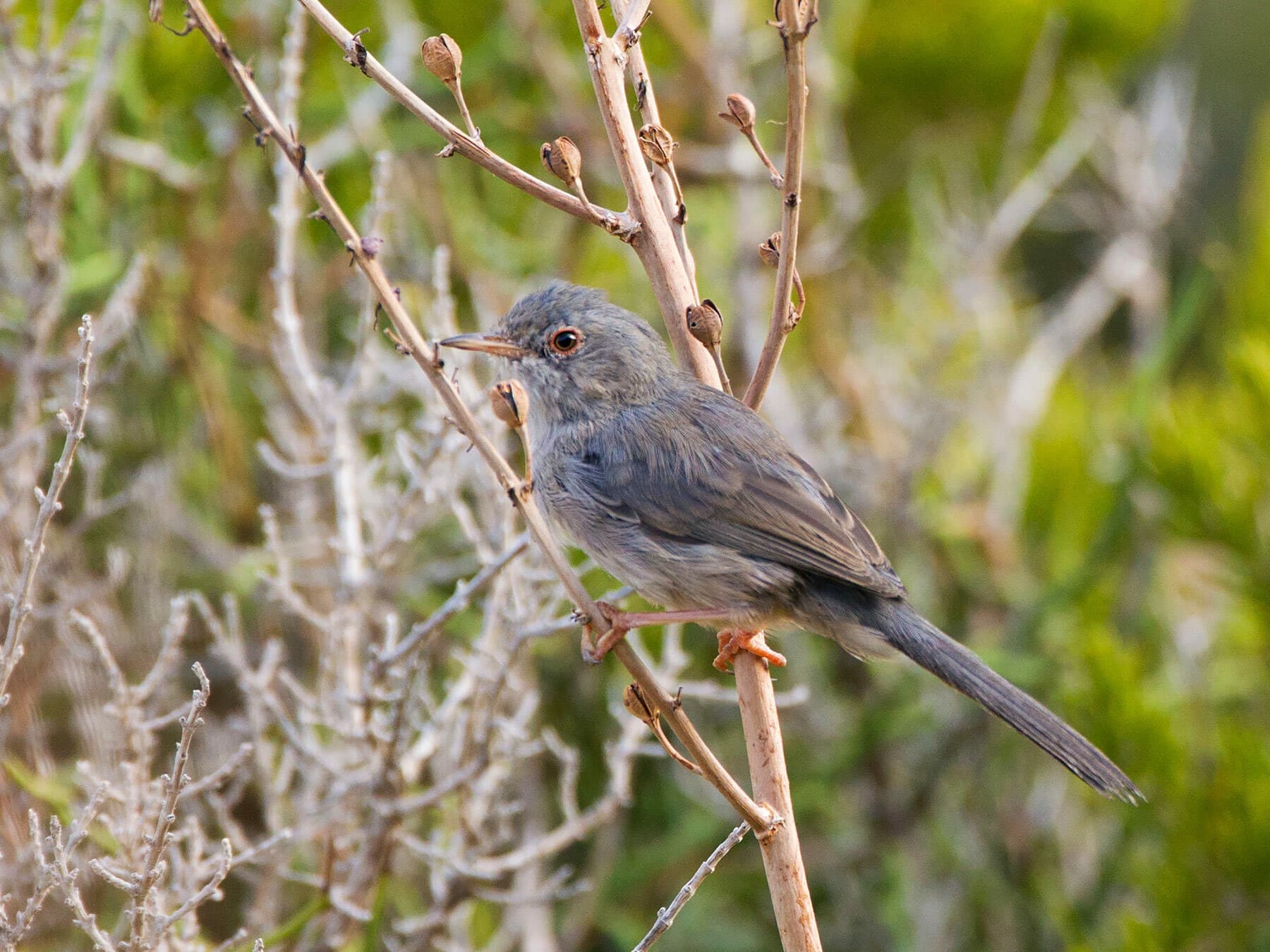 Balearic Warbler perched on a branch