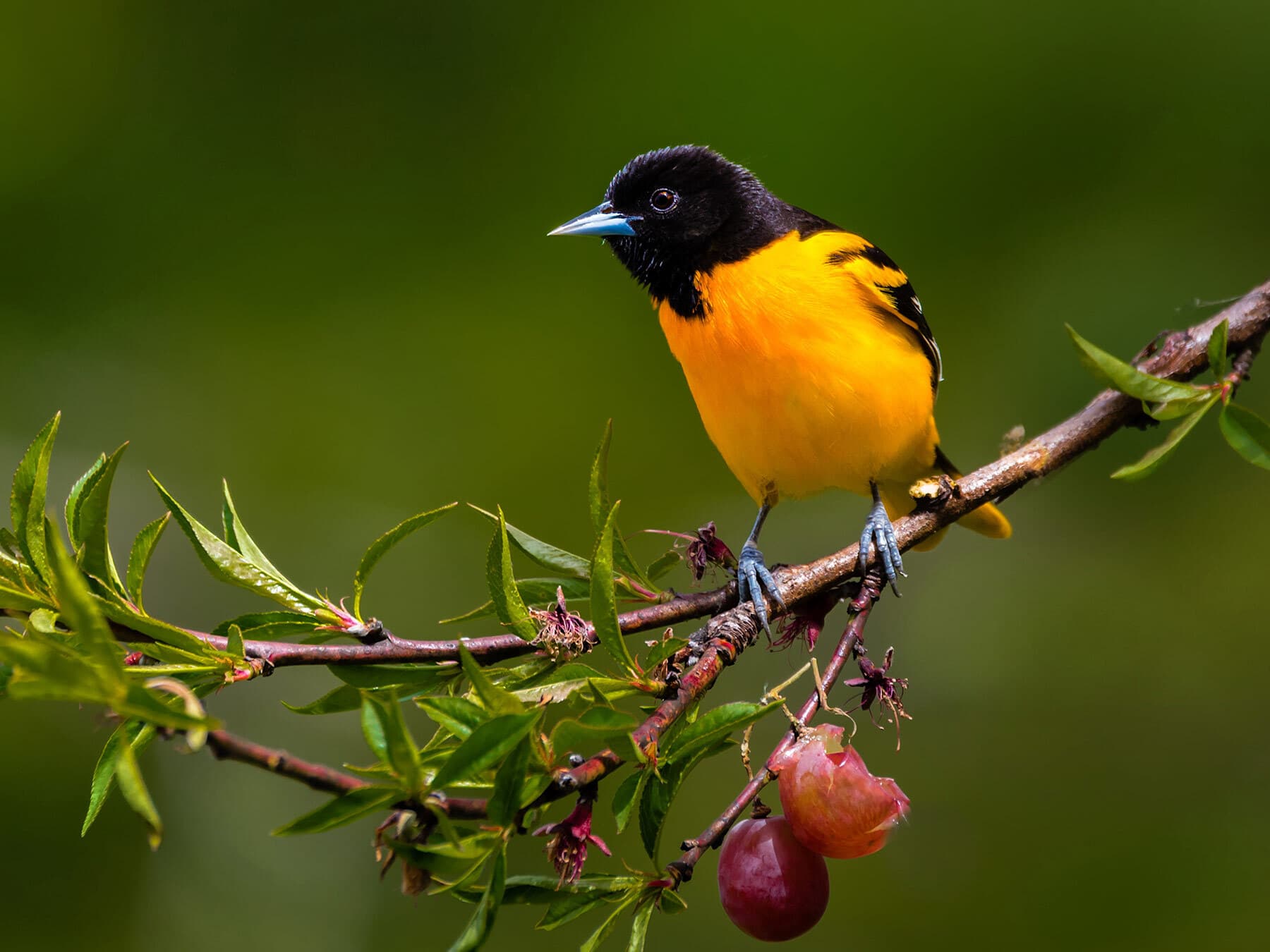 Baltimore oriole eating grapes