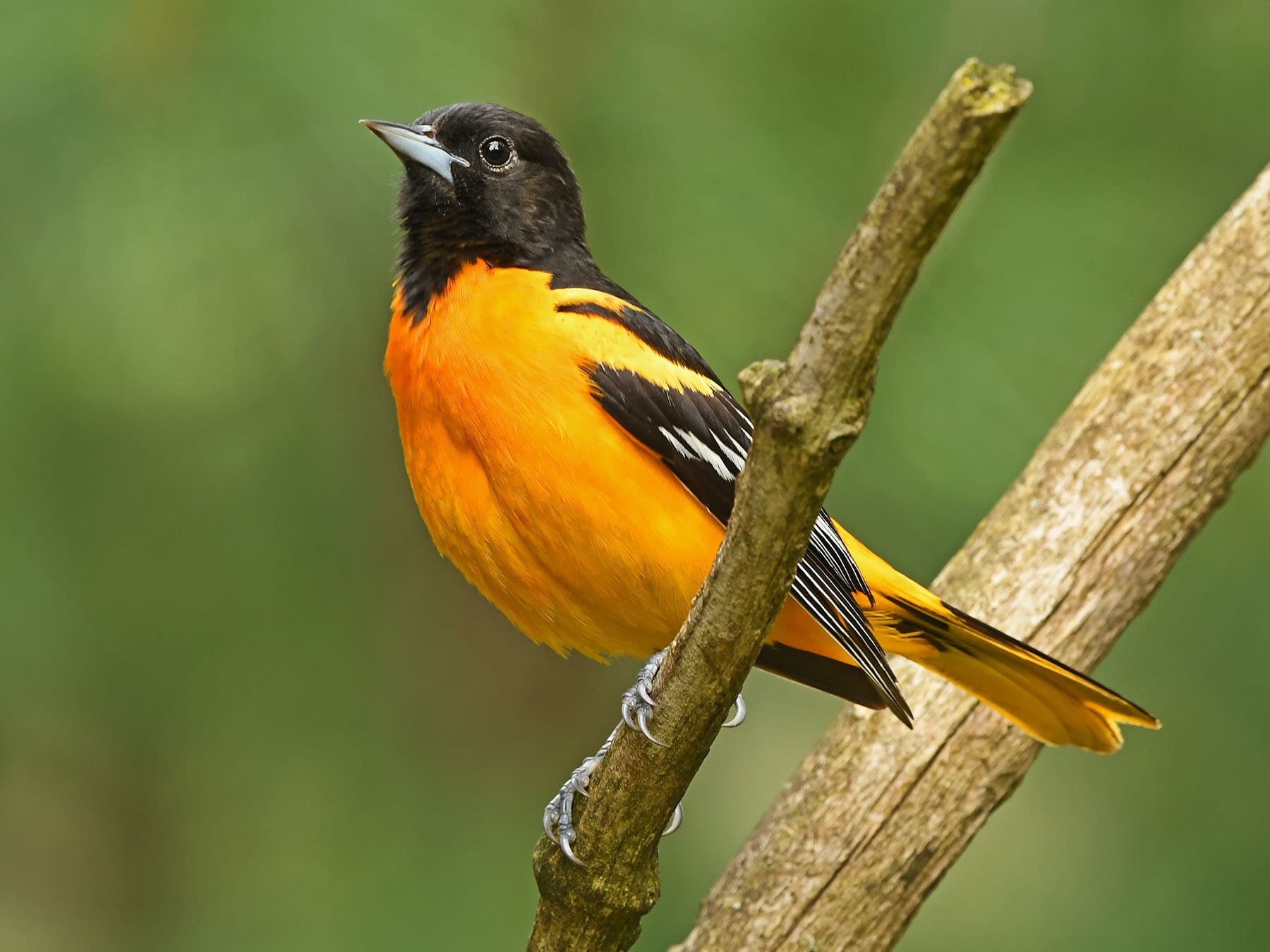 Baltimore Oriole Migration: A Complete Guide