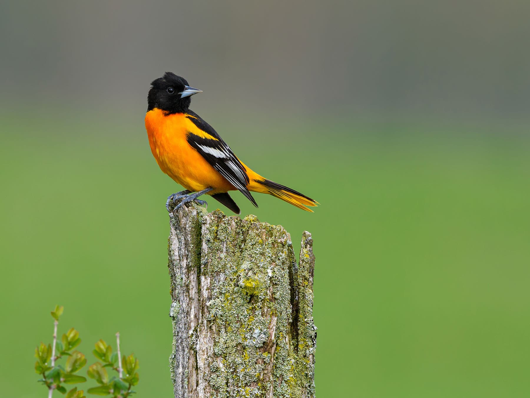 Baltimore oriole perched on post