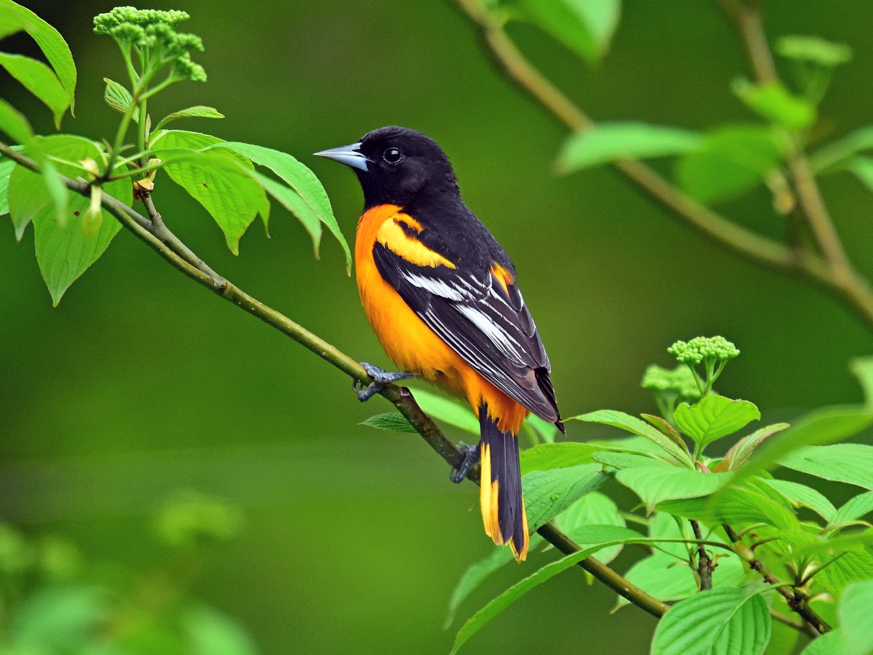 Baltimore Oriole