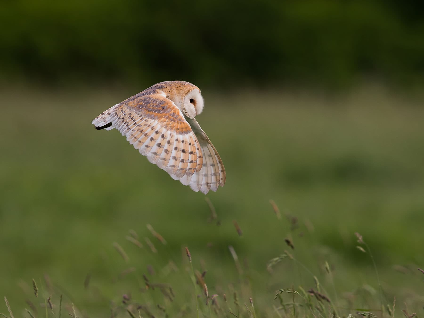 Barn owl flying low over a field, on the lookout for prey