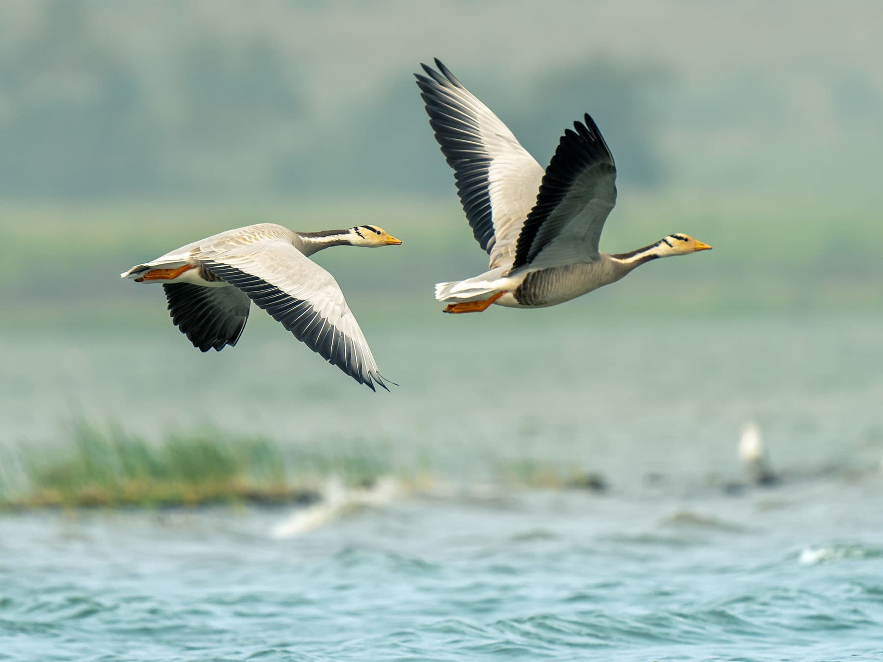 Bar headed geese flying