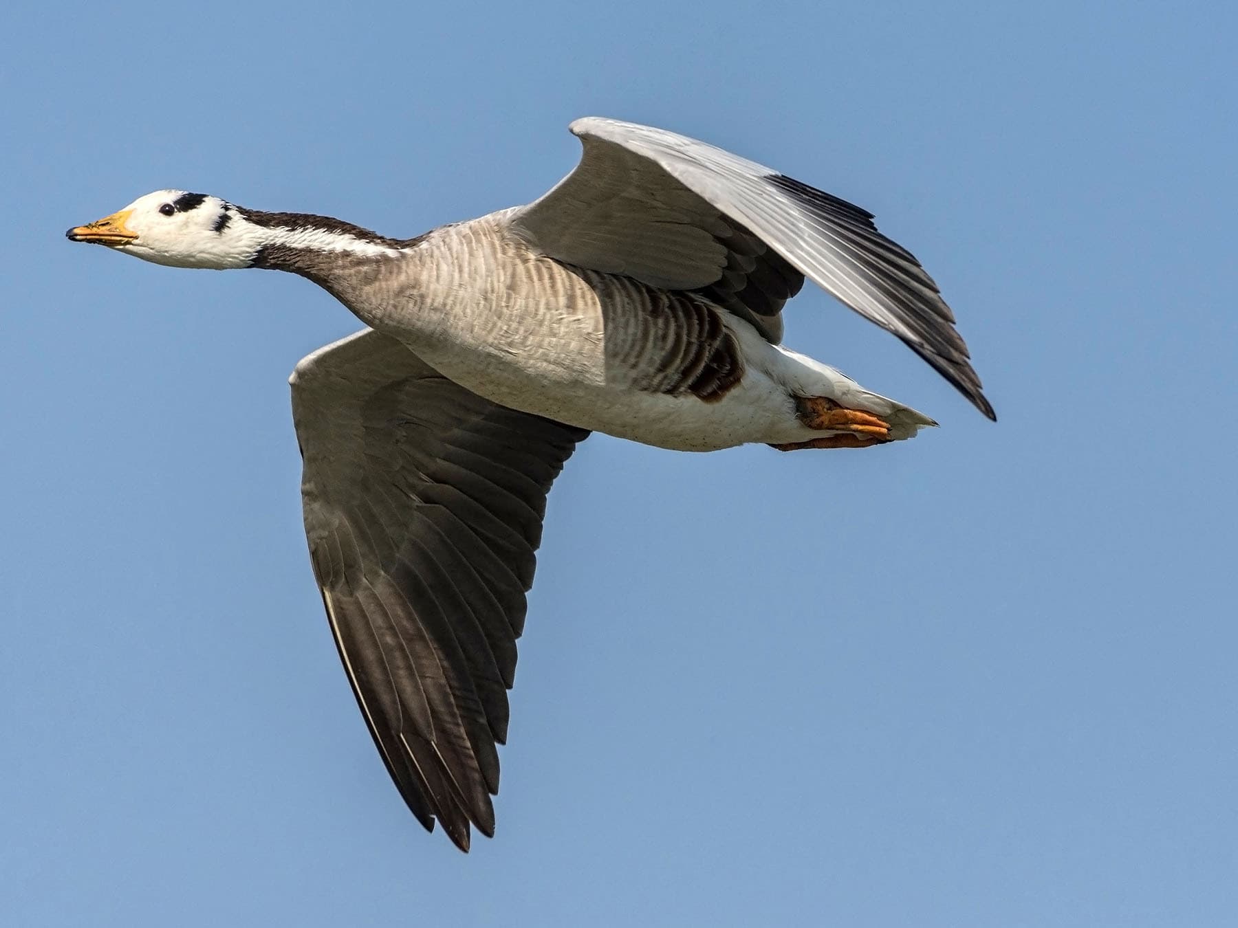 Bar headed goose in flight