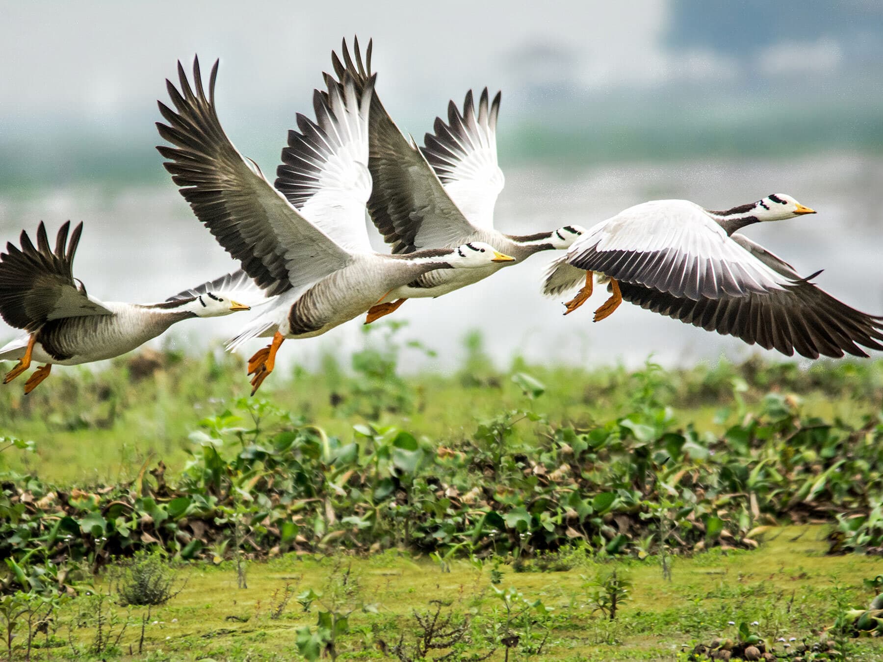 Bar headed goose lifespan