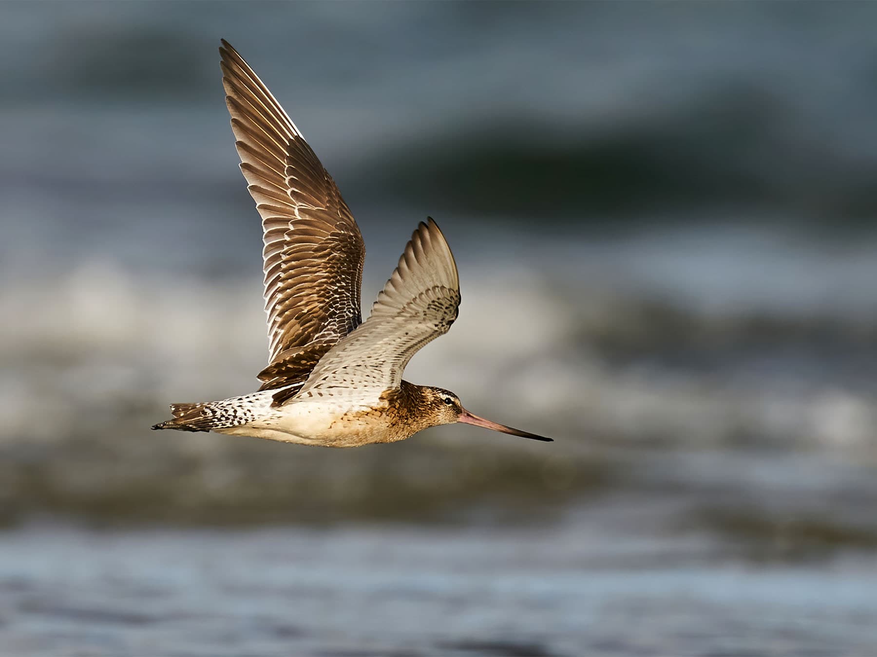 Bar tailed godwit in flight over natural habitat
