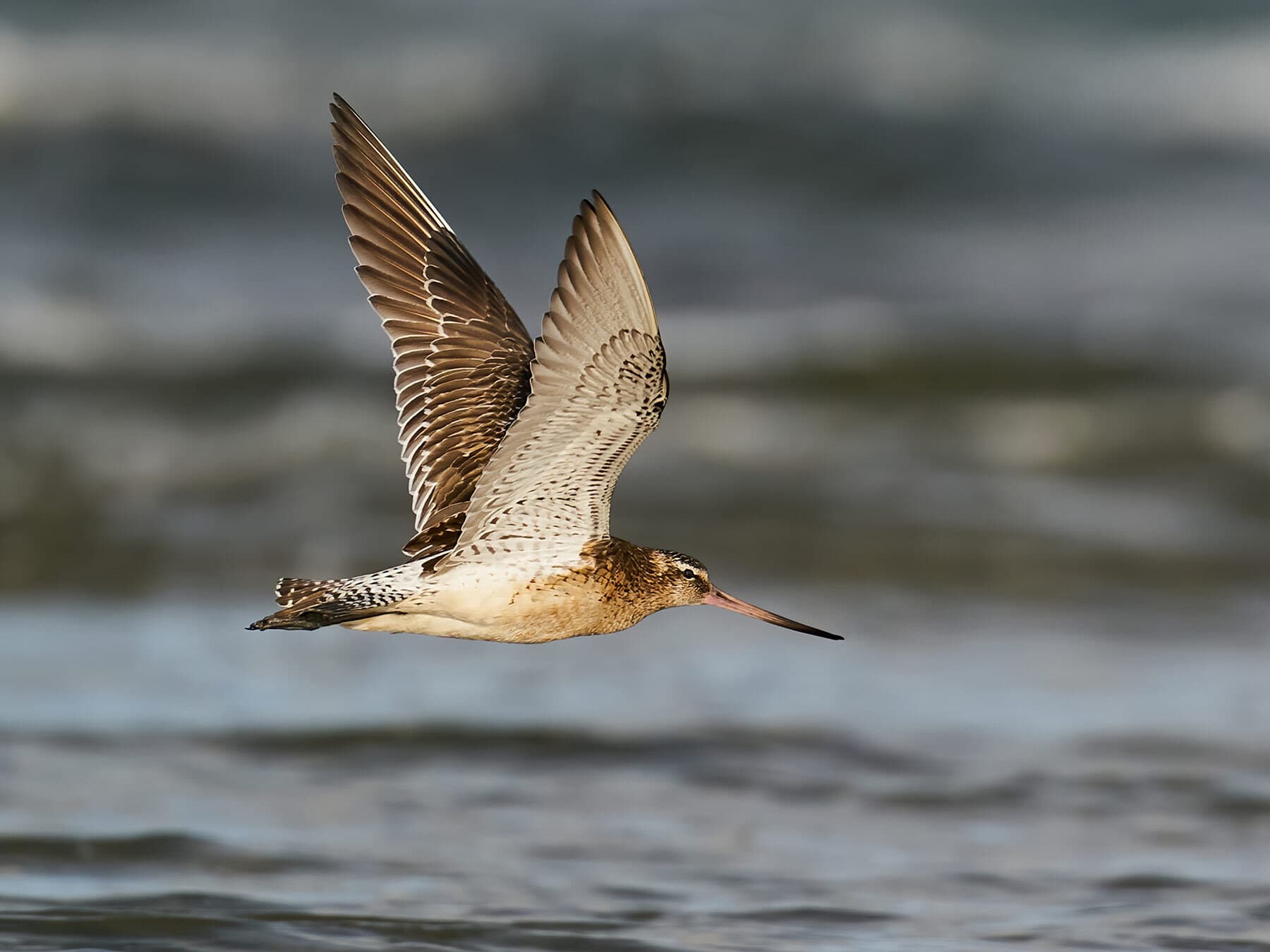 Bar tailed godwit migration