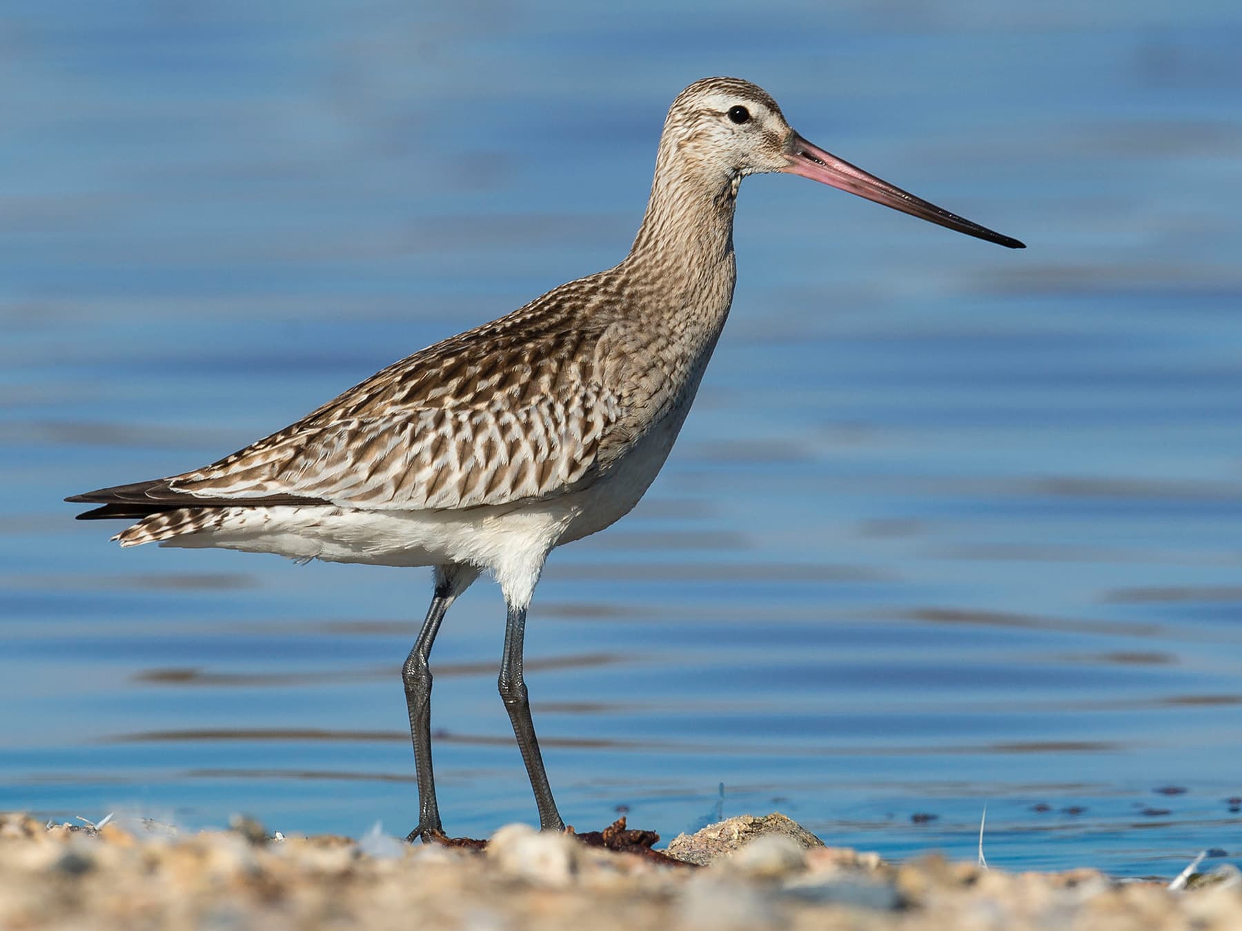 Bar-tailed Goodwit (non-breeding plumage)