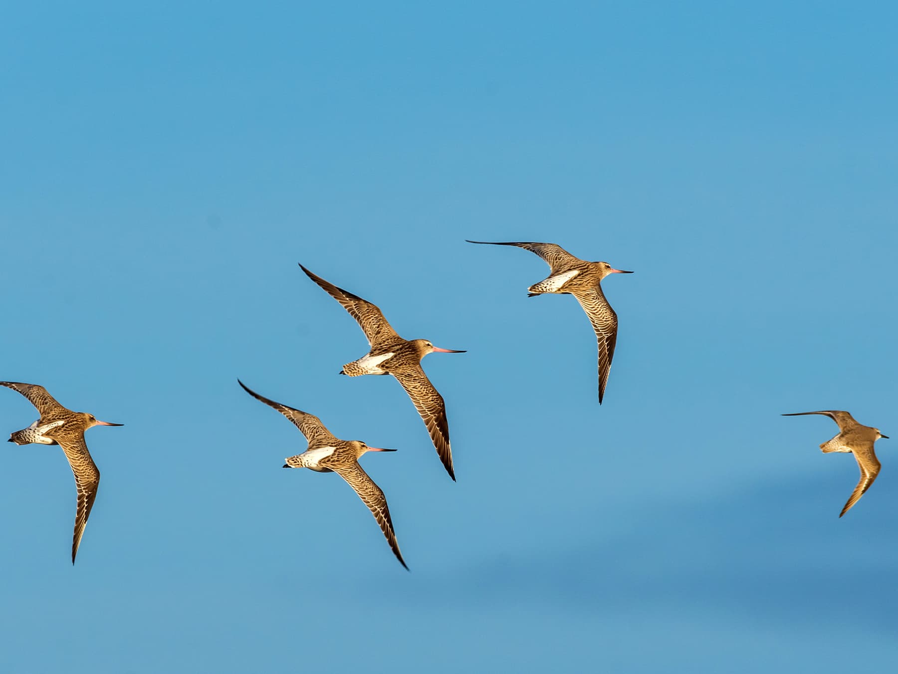 Bar tailed godwits in flight flock