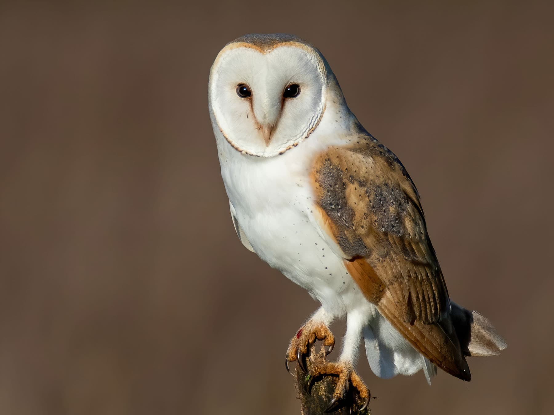 Close up of a Barn owl perched on a post