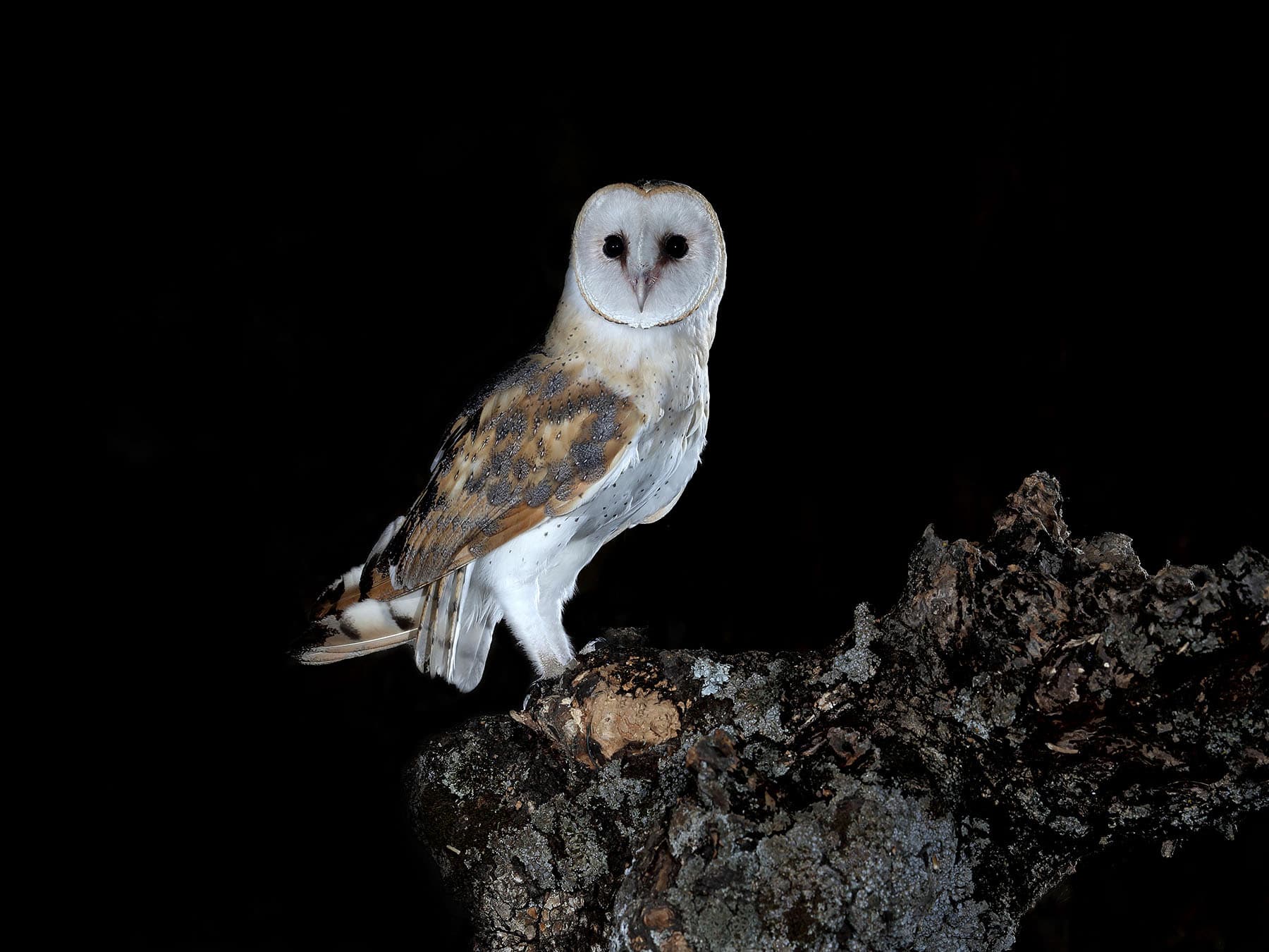 Barn owl hunting at night