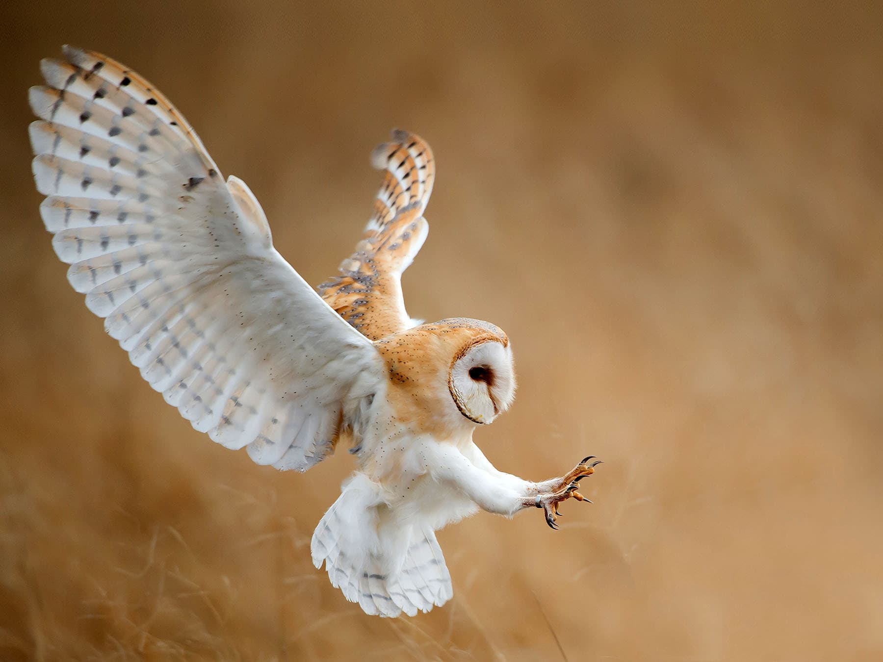 Barn owl hunting for prey