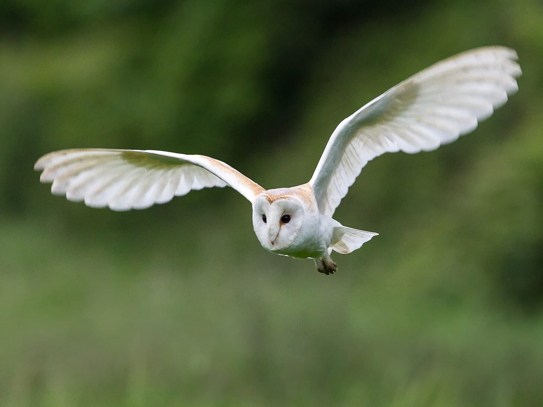 Barn owl hunting
