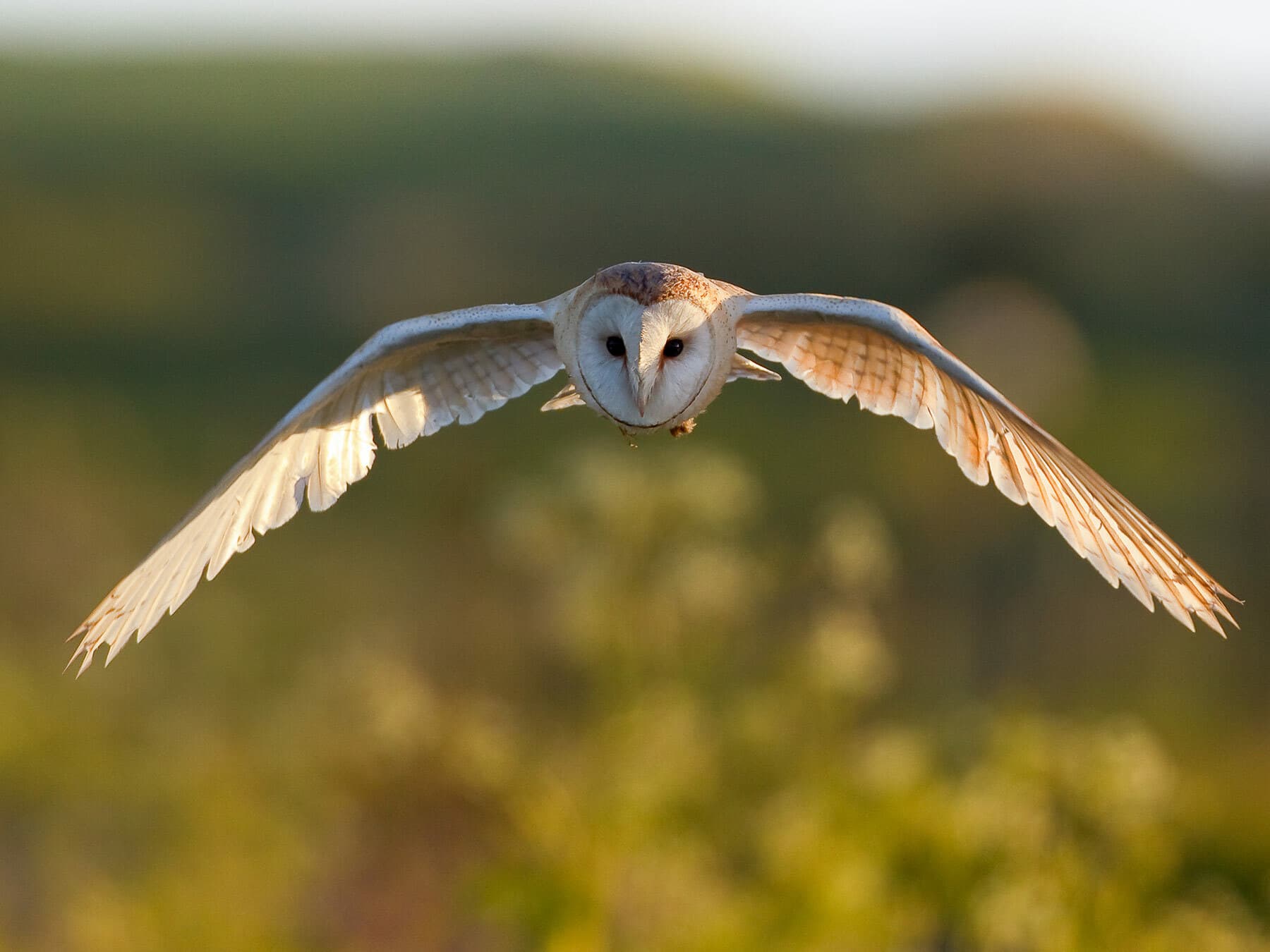 Close up of a Barn Owl in flight