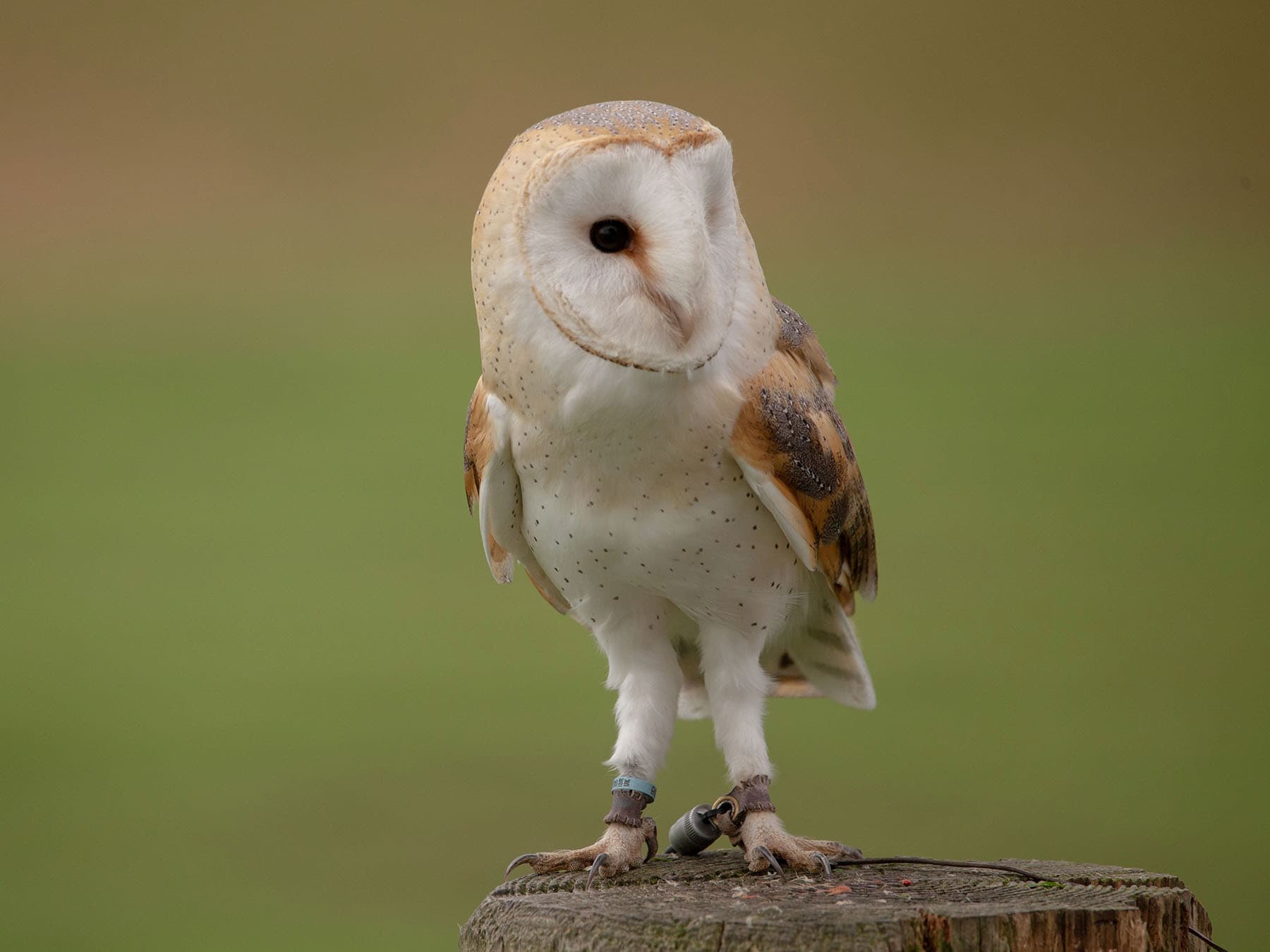 Barn owl legs