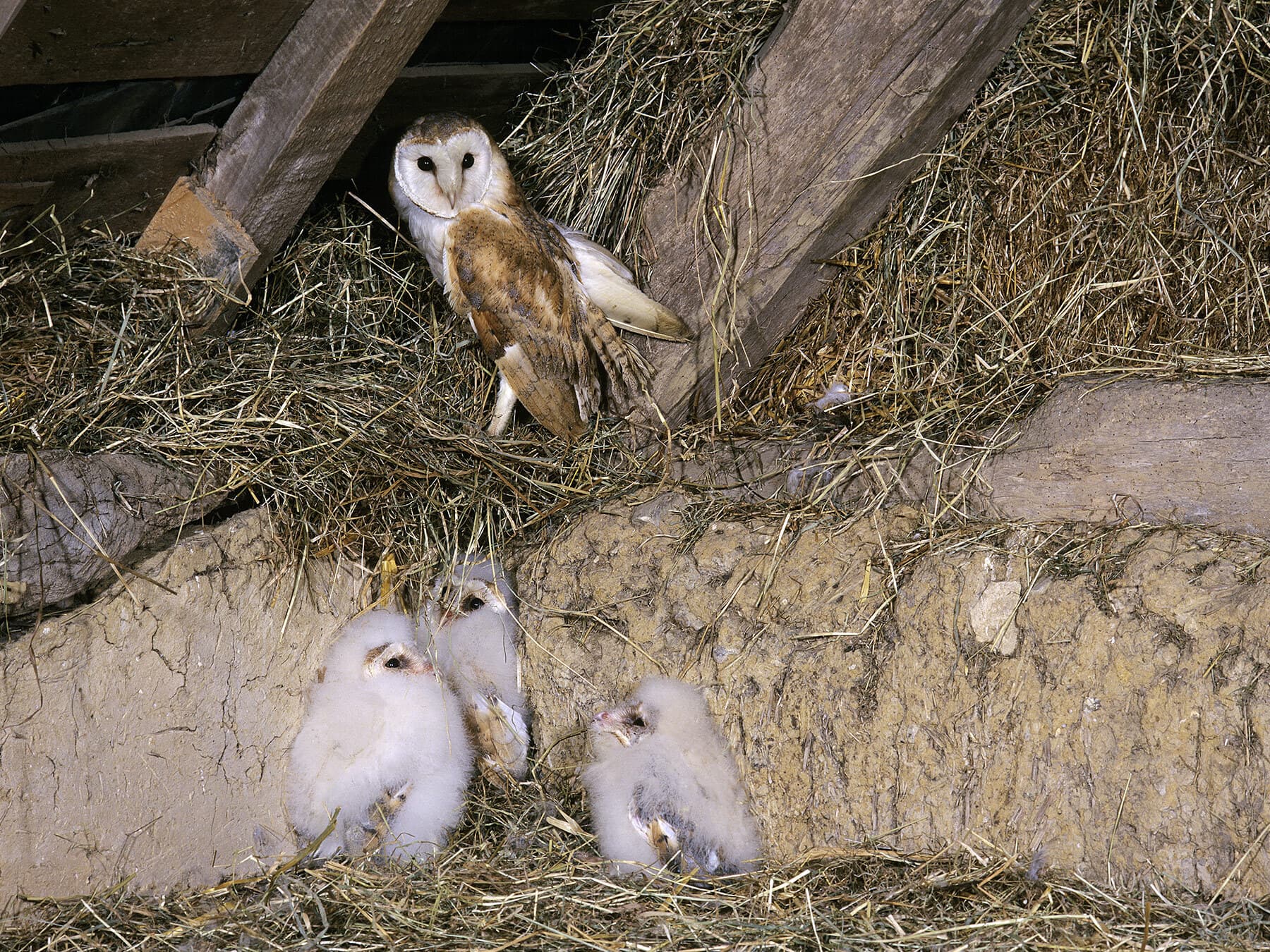 Barn owl nest in roof