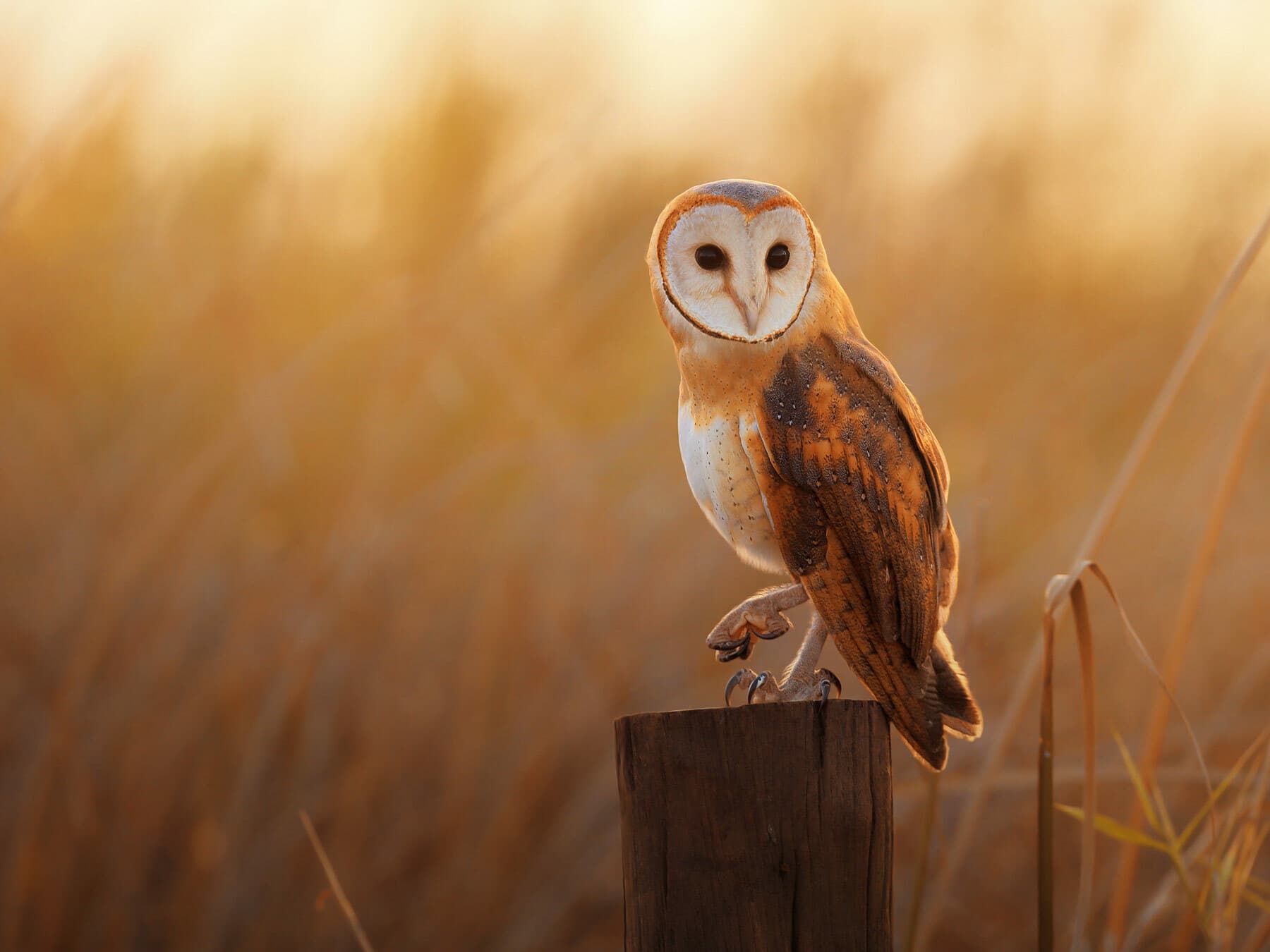 Barn Owl perched on a wooden post