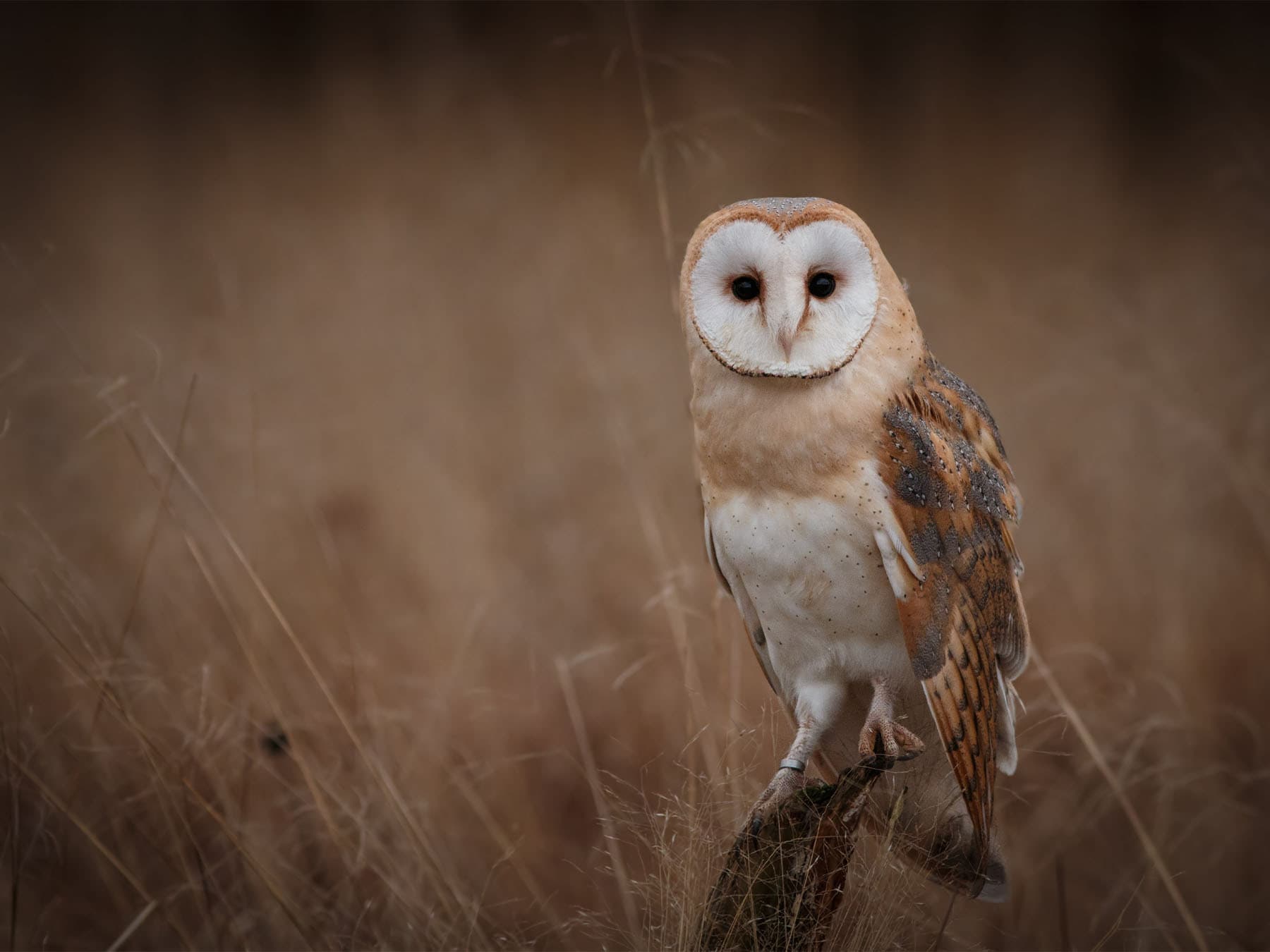 Barn owl perched on tree stump