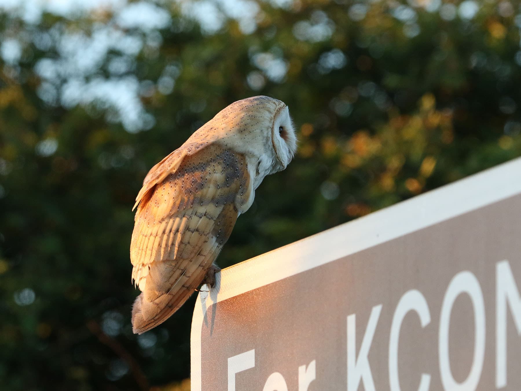 Barn owl perched road sign