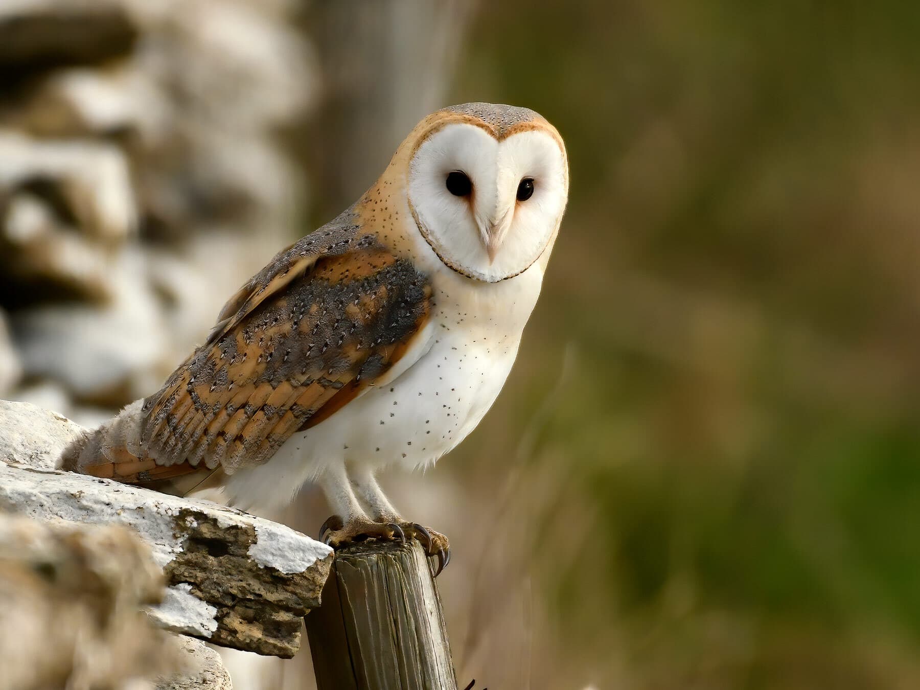 Barn owl perched
