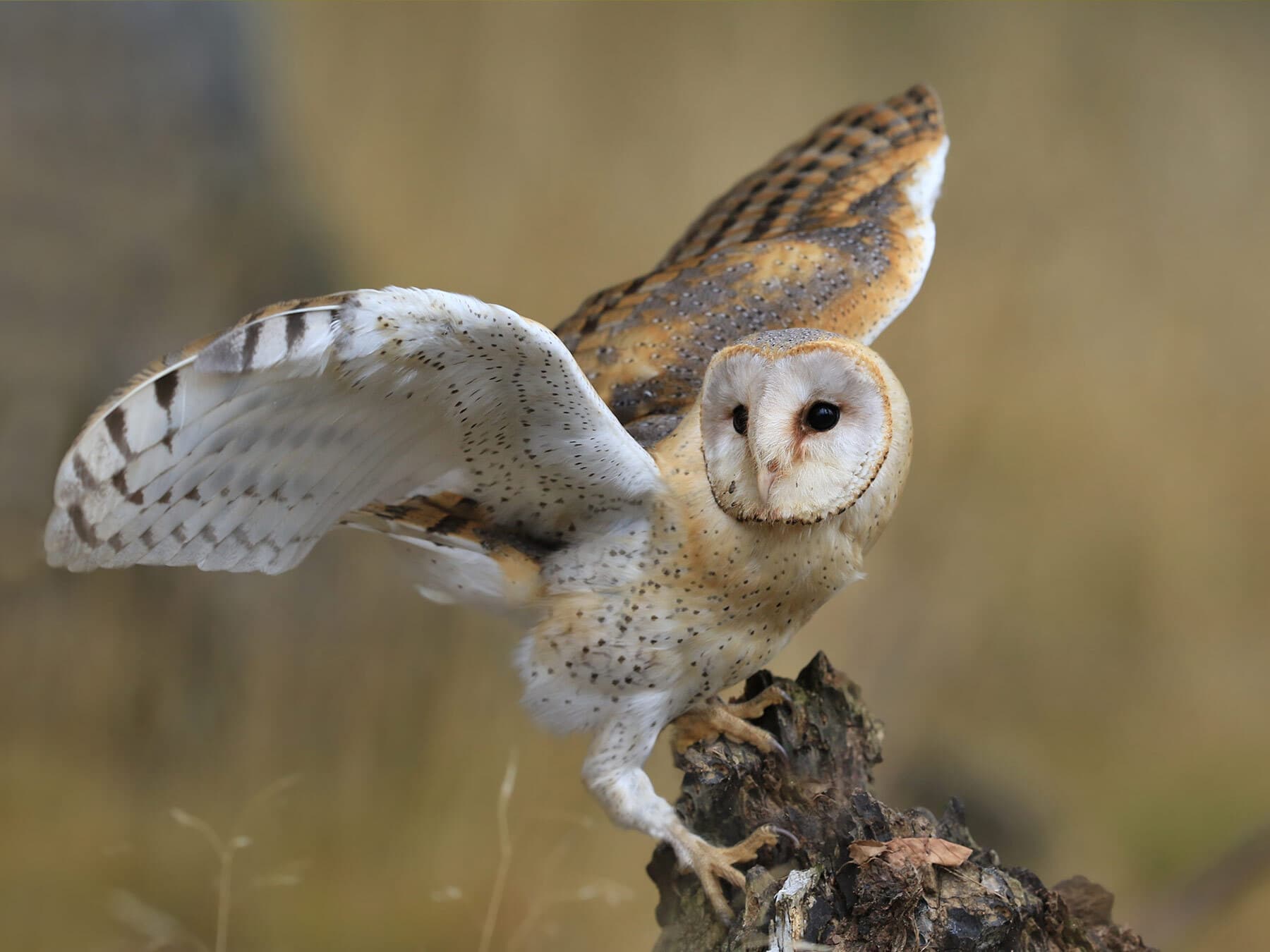 Barn owl perched