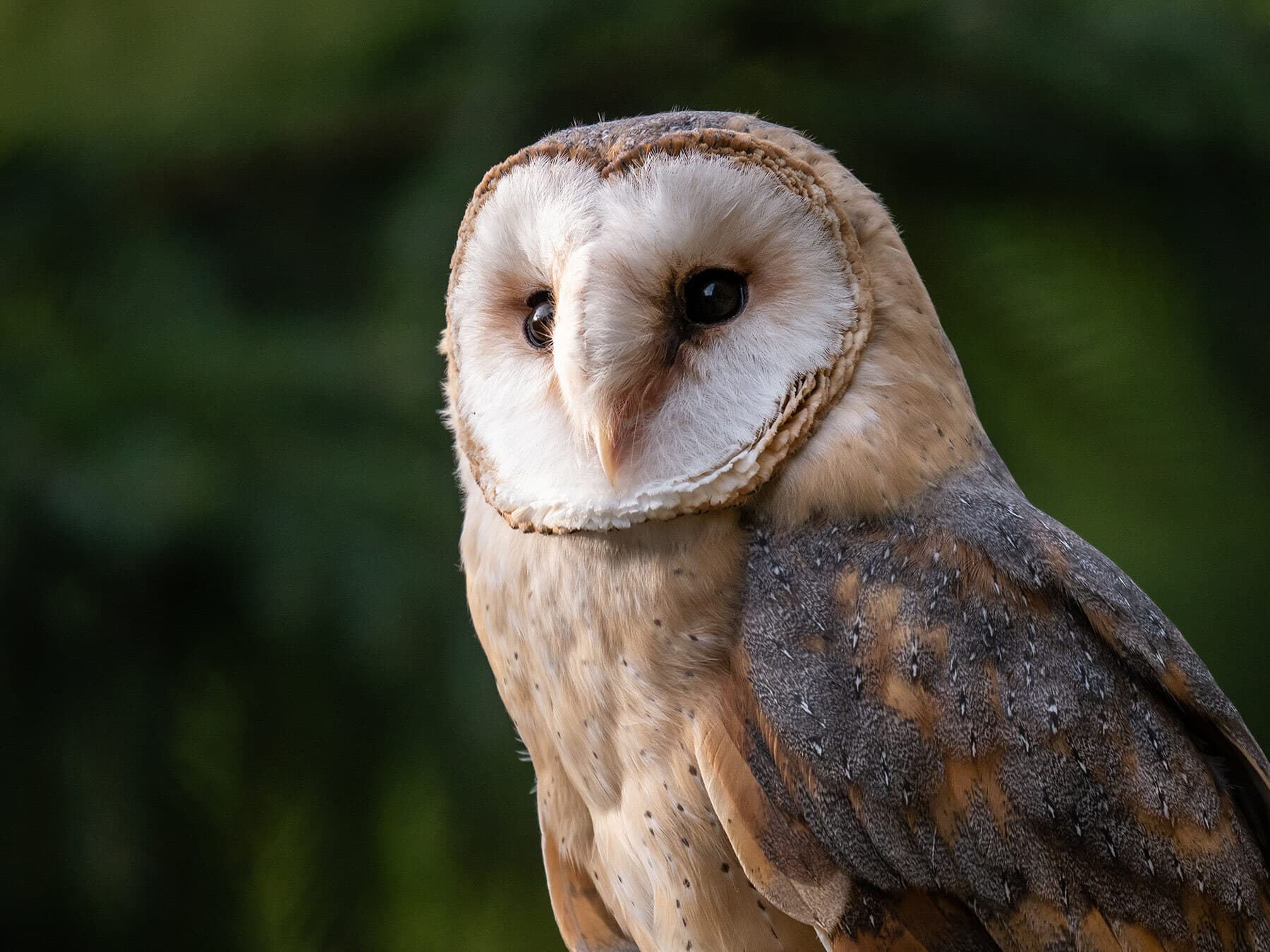 Barn owl portrait