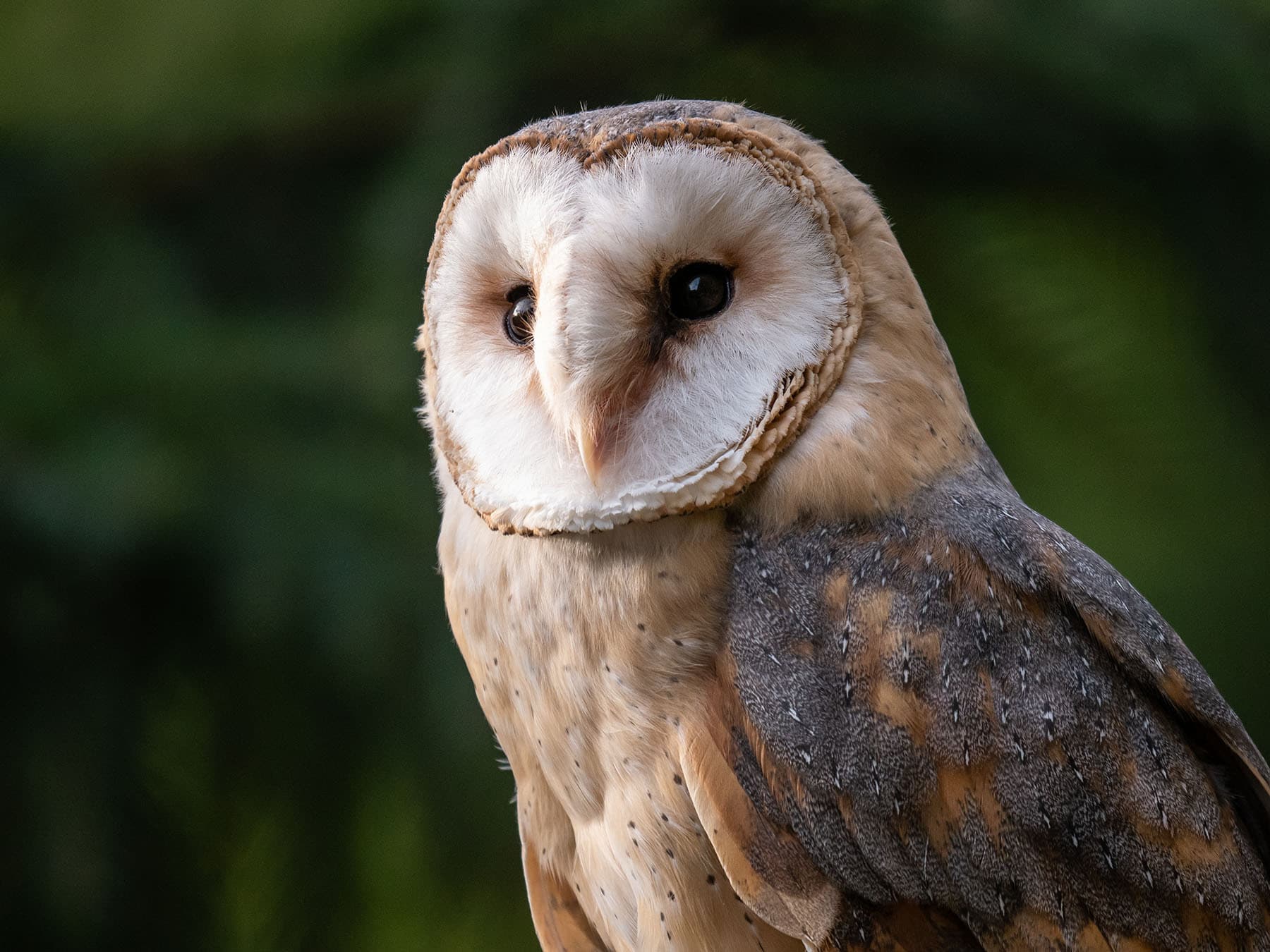 Barn Owl