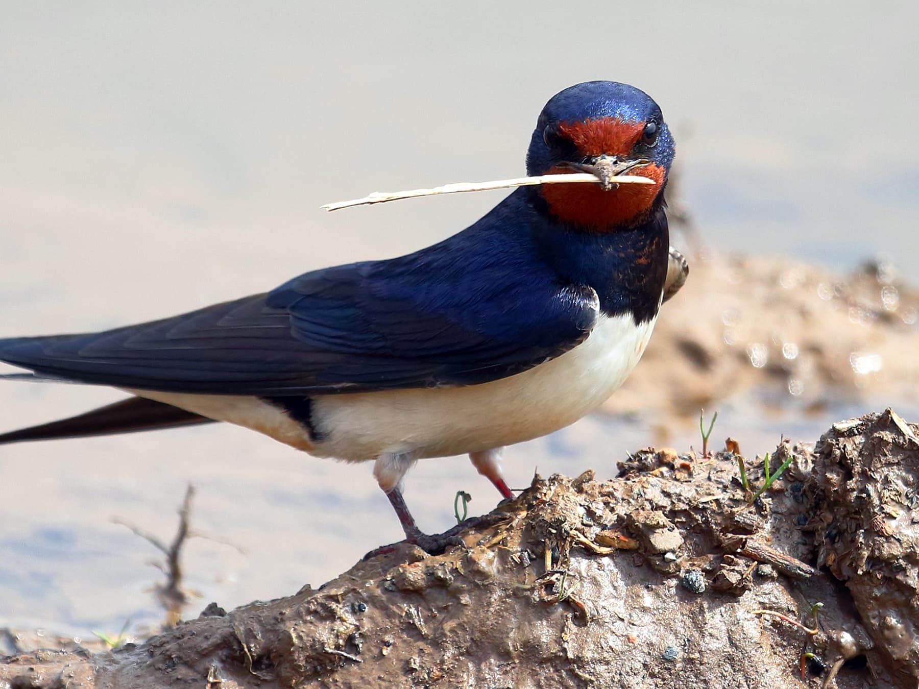 Barn Swallow collecting materials for nest building