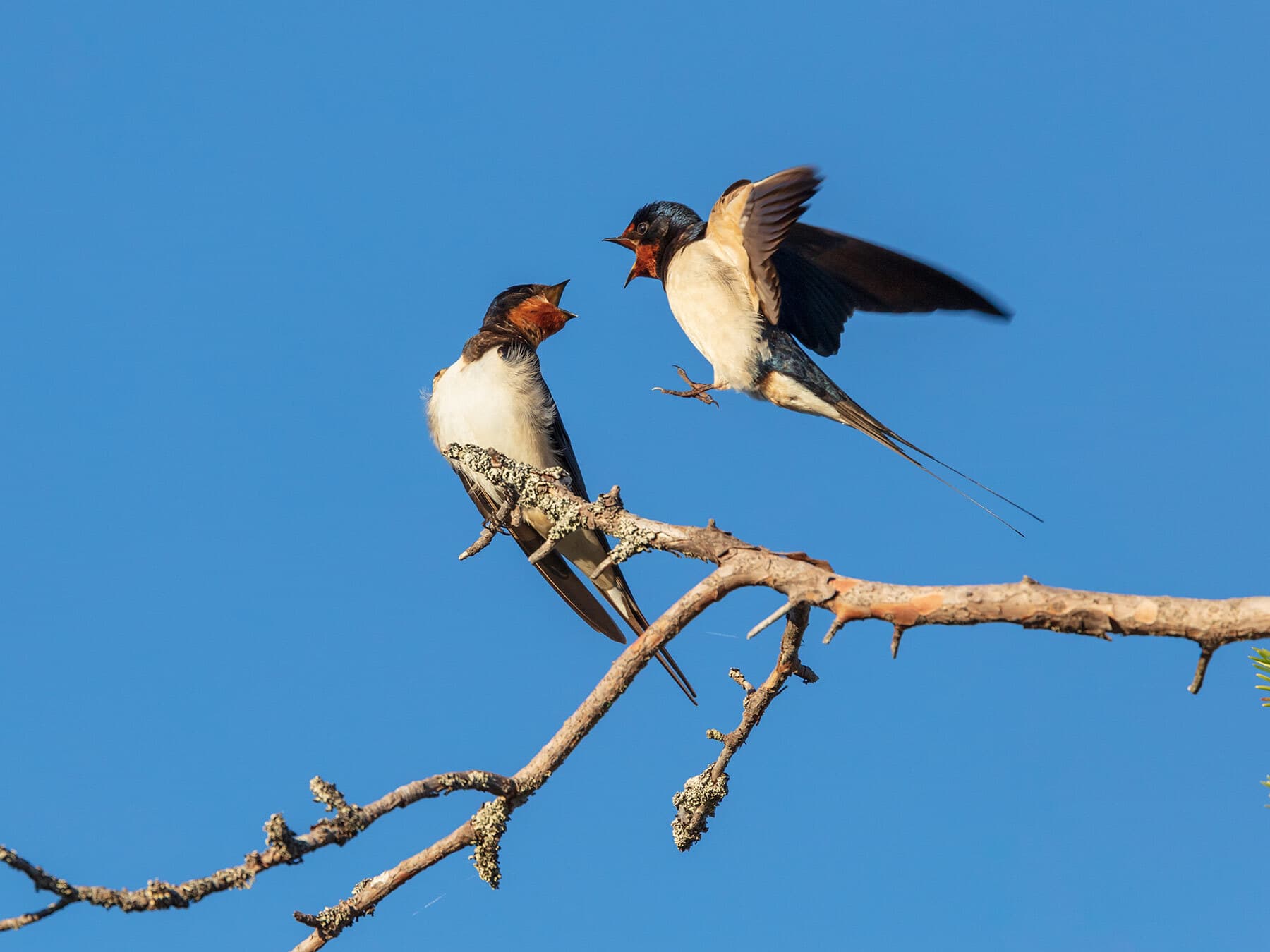 Barn swallow courtship