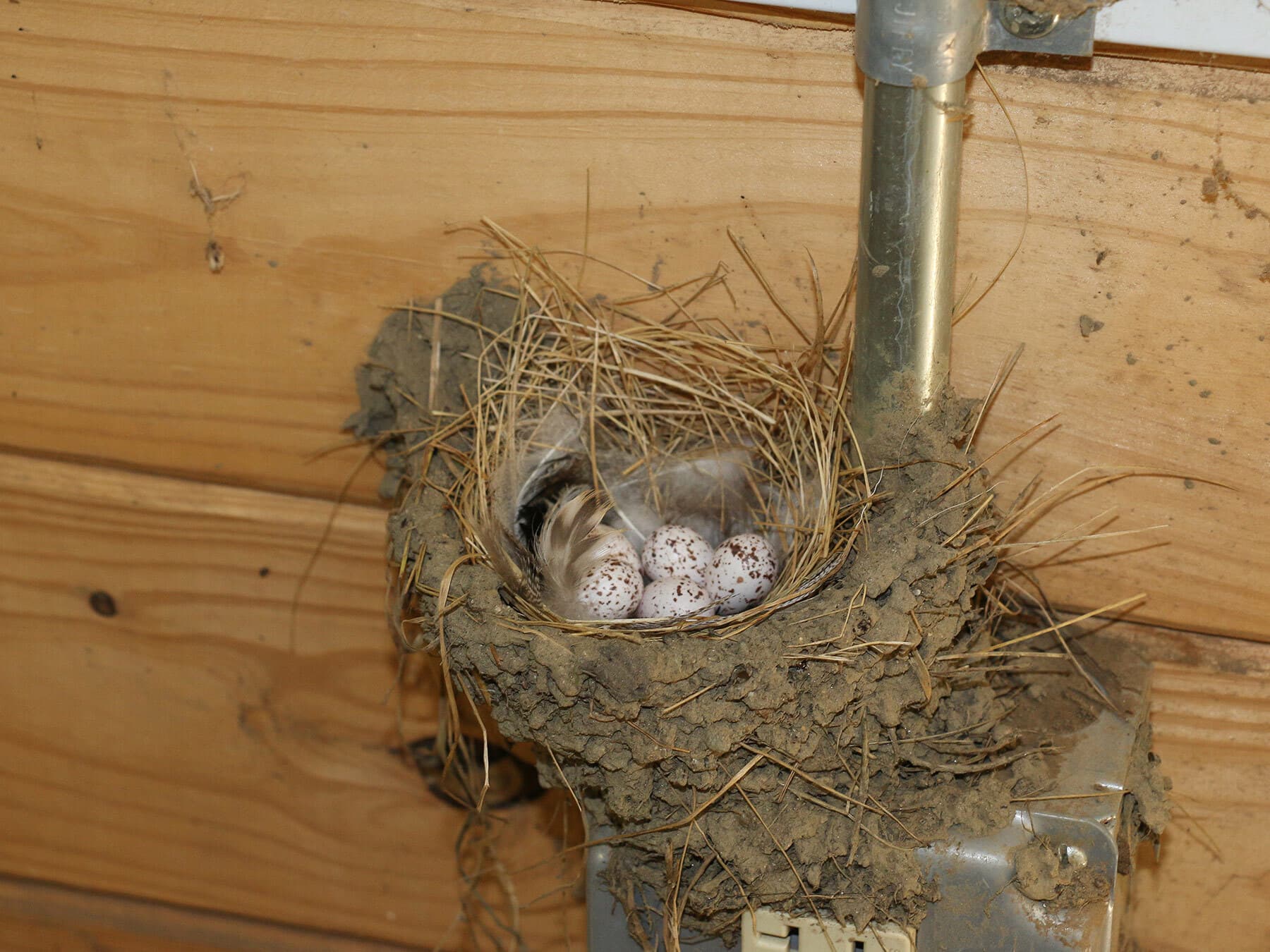 Barn swallow eggs in nest