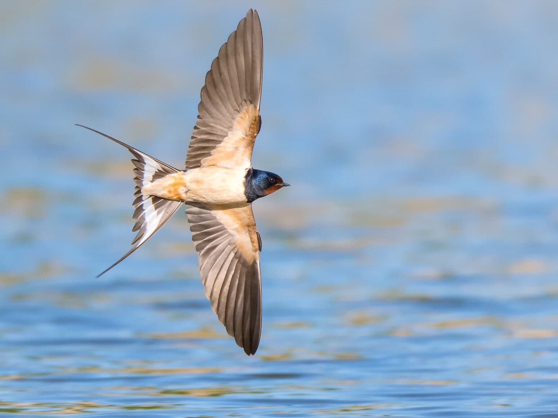 Barn swallow in flight