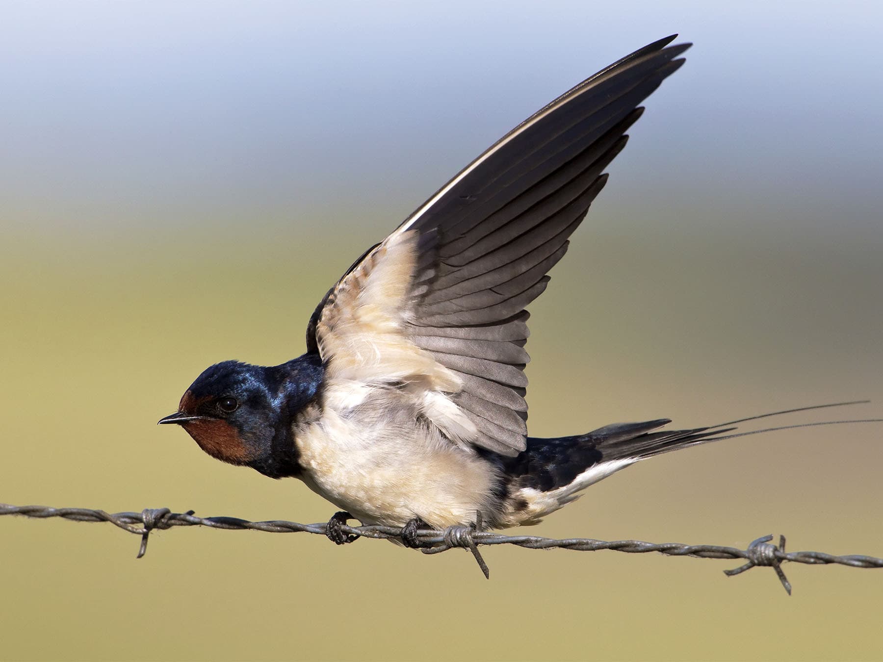 Barn swallow on barbed wire