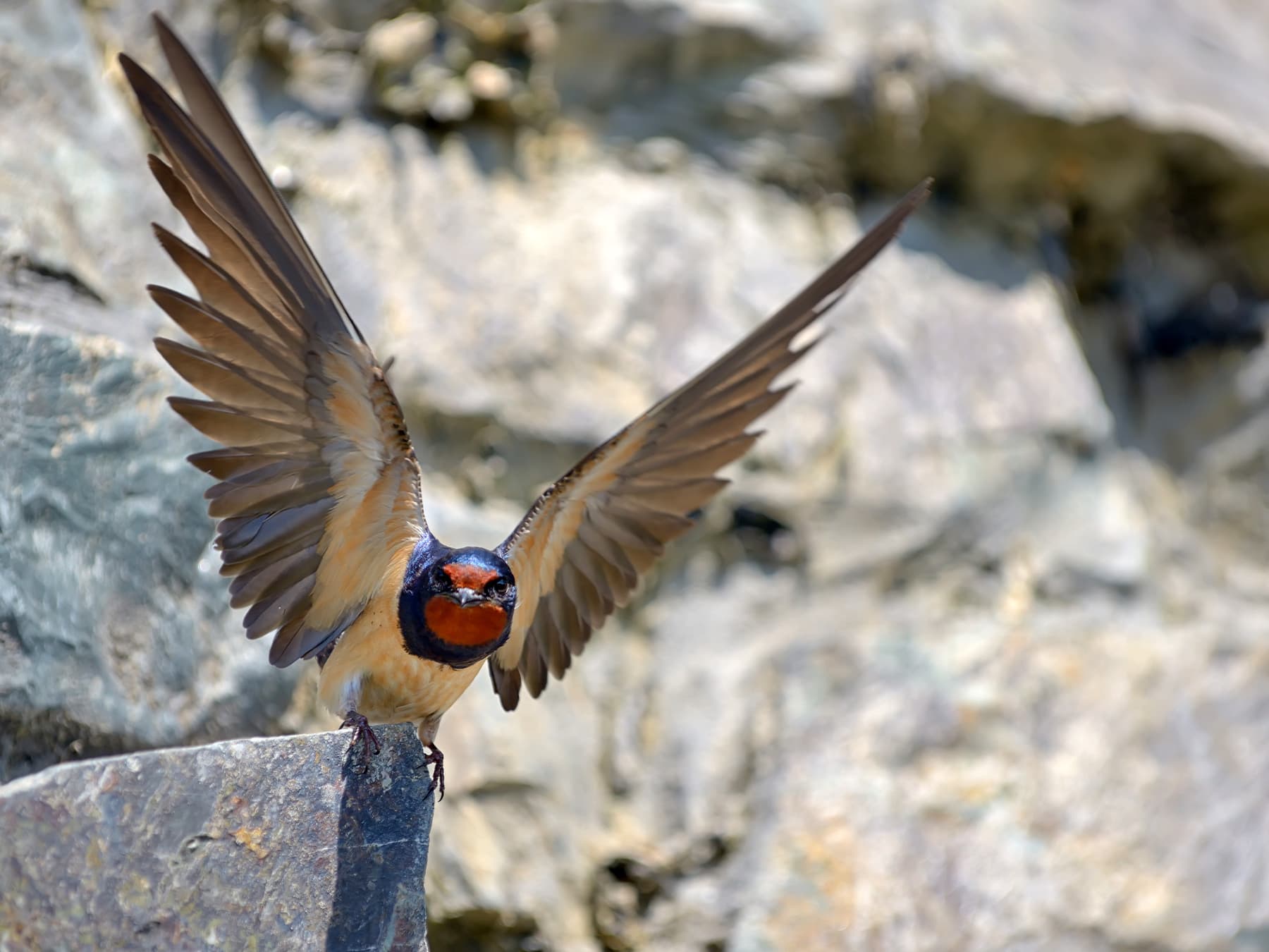 Barn swallow on stone wall