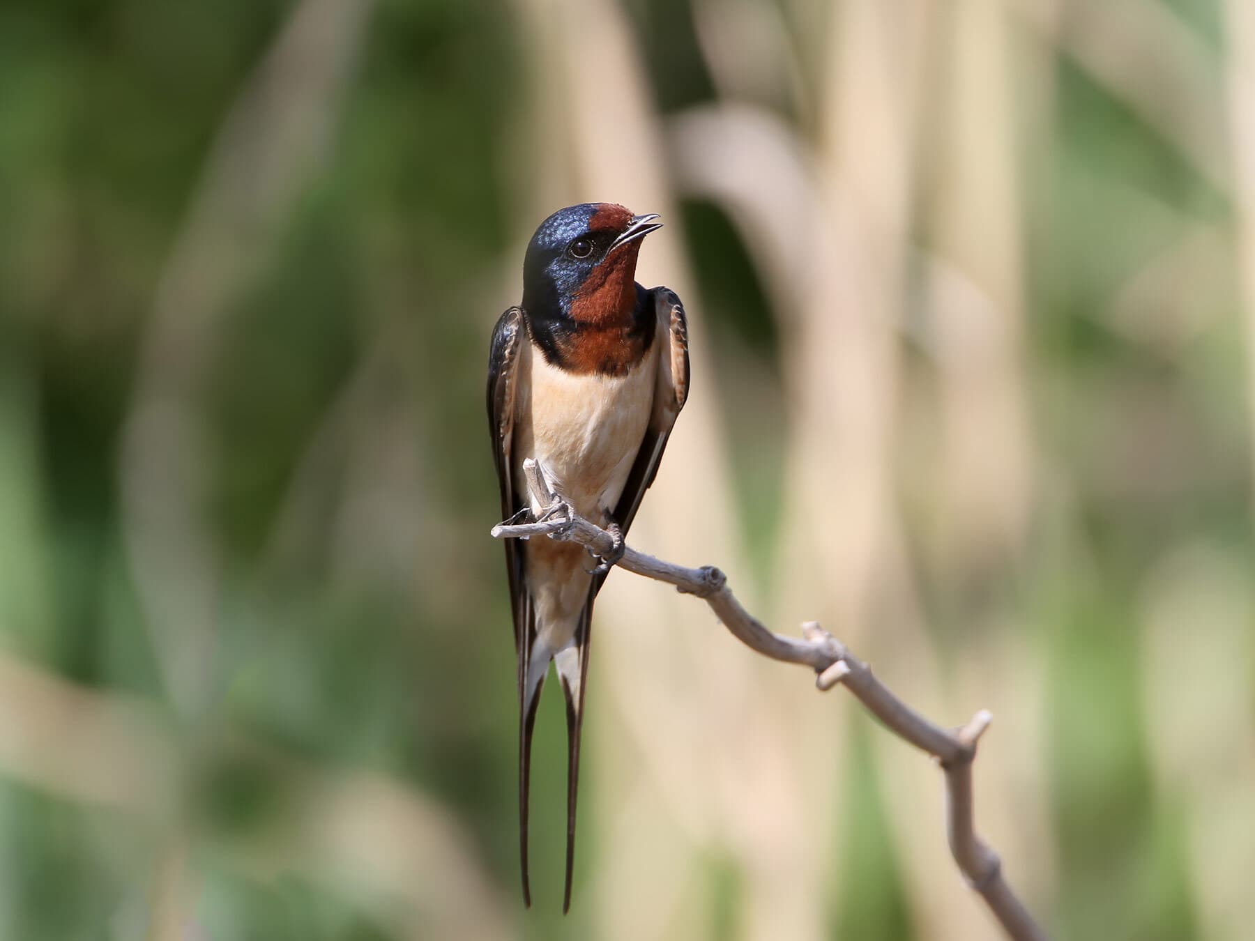 Barn swallow perched on reed