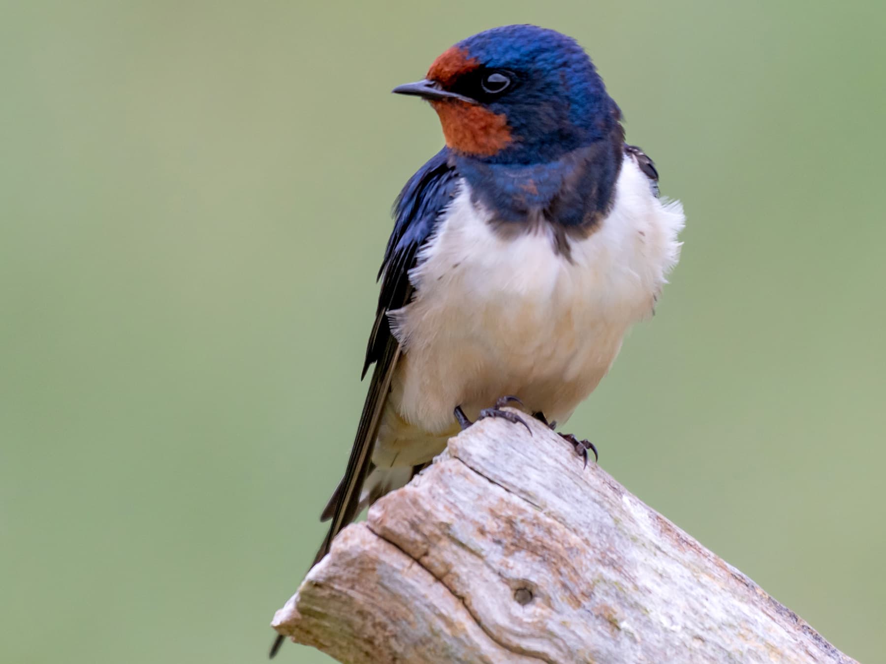 House Swallow perching on top of a sawn-off branch