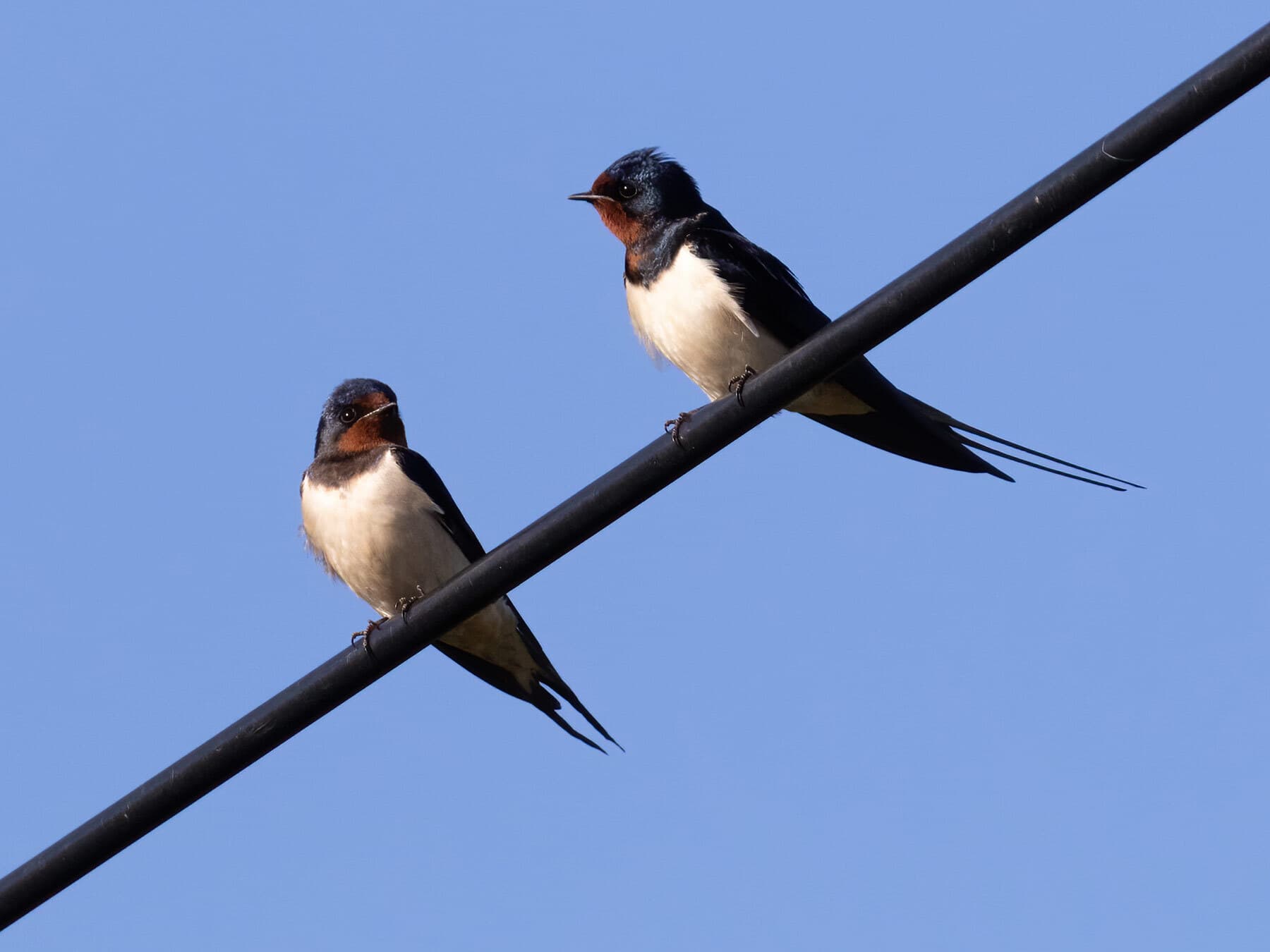 Barn swallows perched