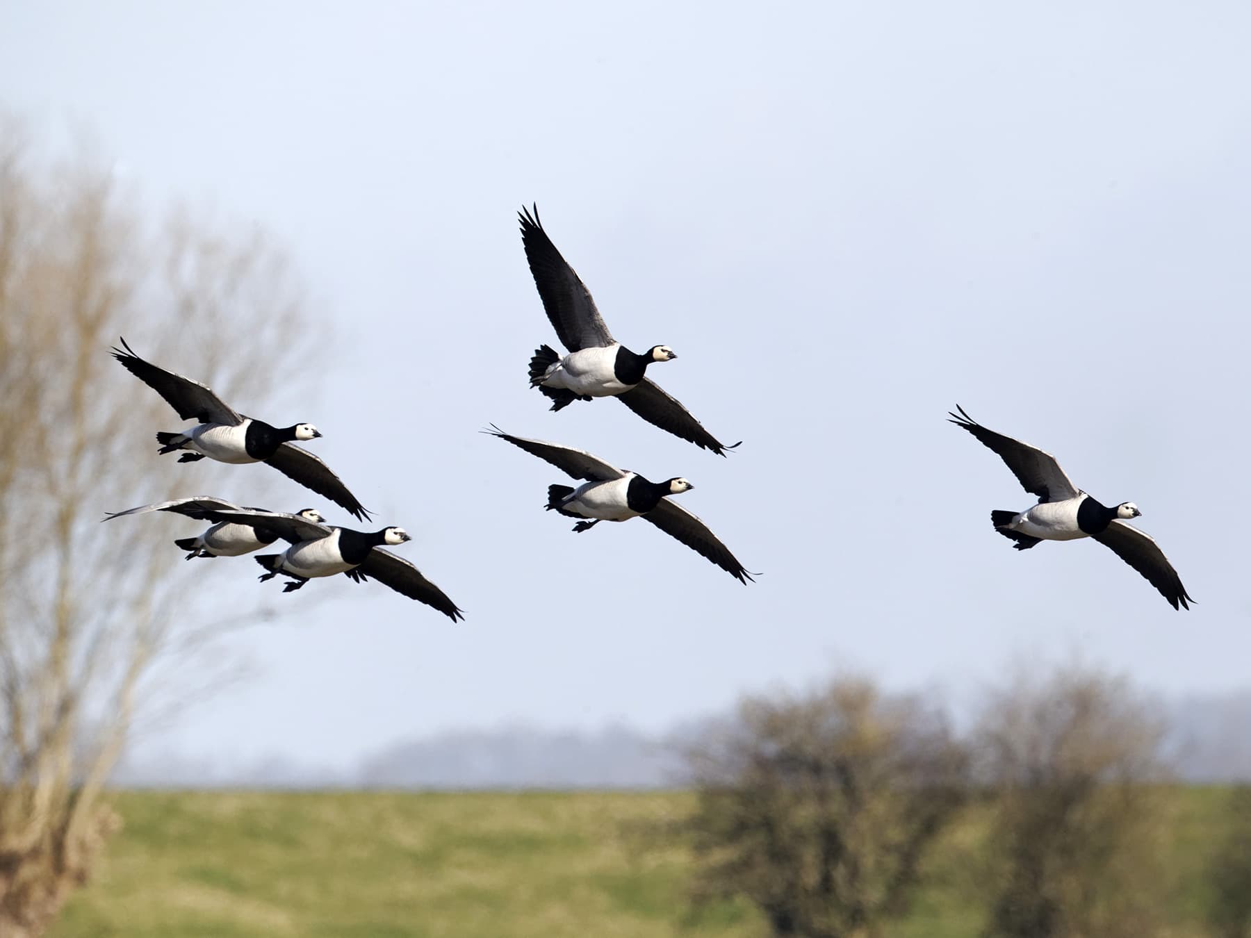 Barnacle geese flock in flight