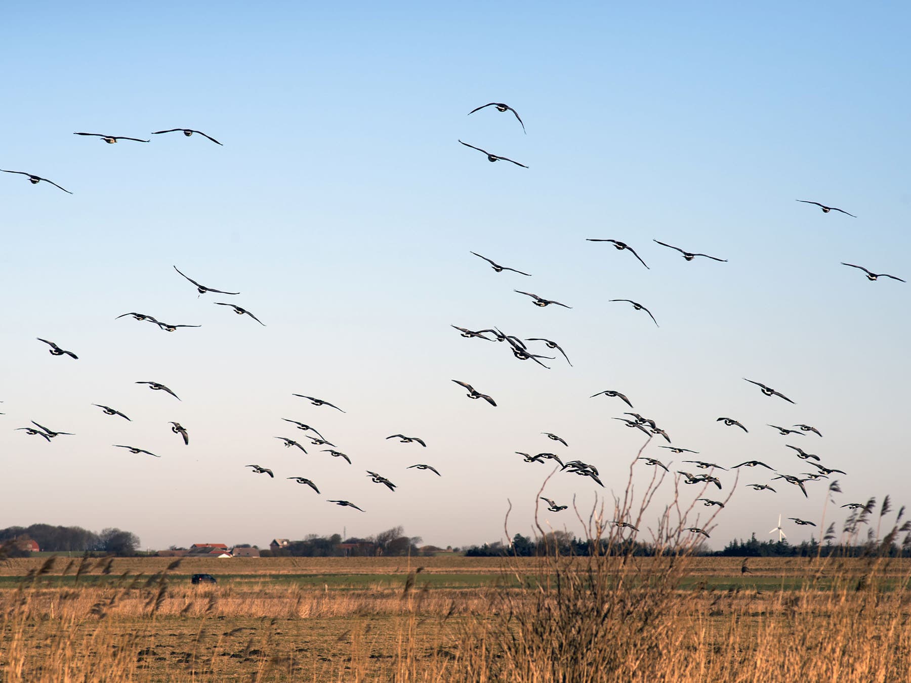 Barnacle geese flying in to wadden sea
