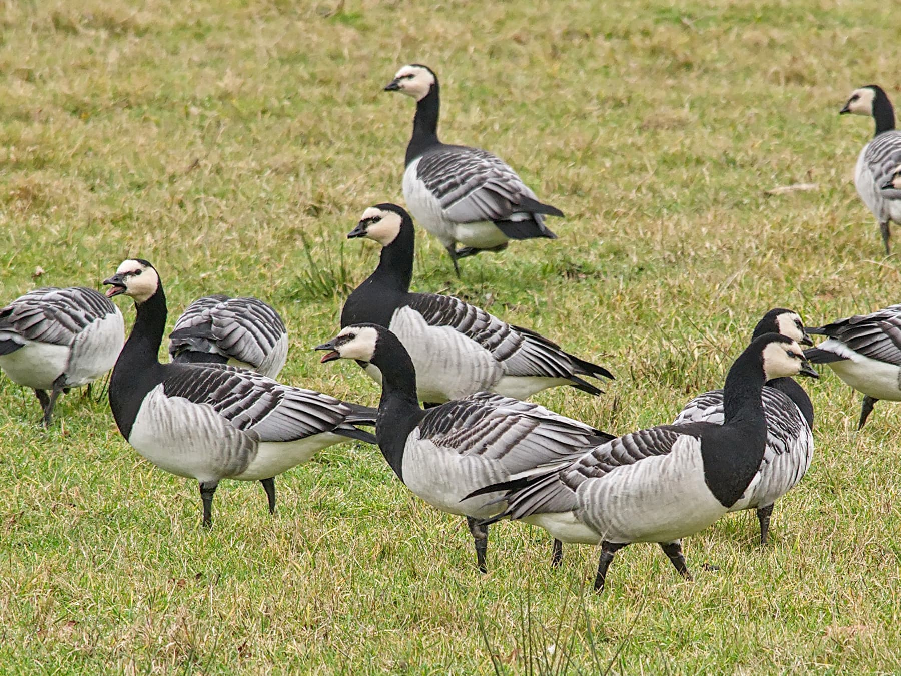 Barnacle geese foraging in meadow