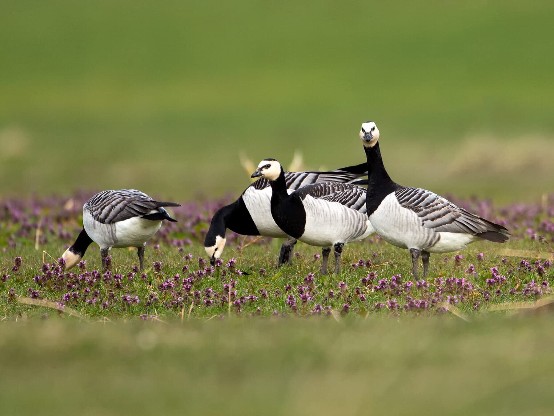 Barnacle goose flock