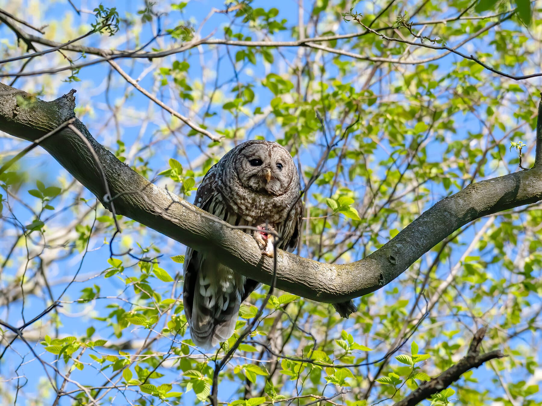 Barred owl eating in tree
