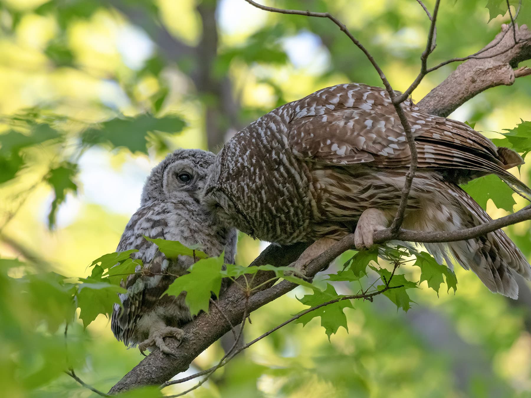 Barred owl feeding chick