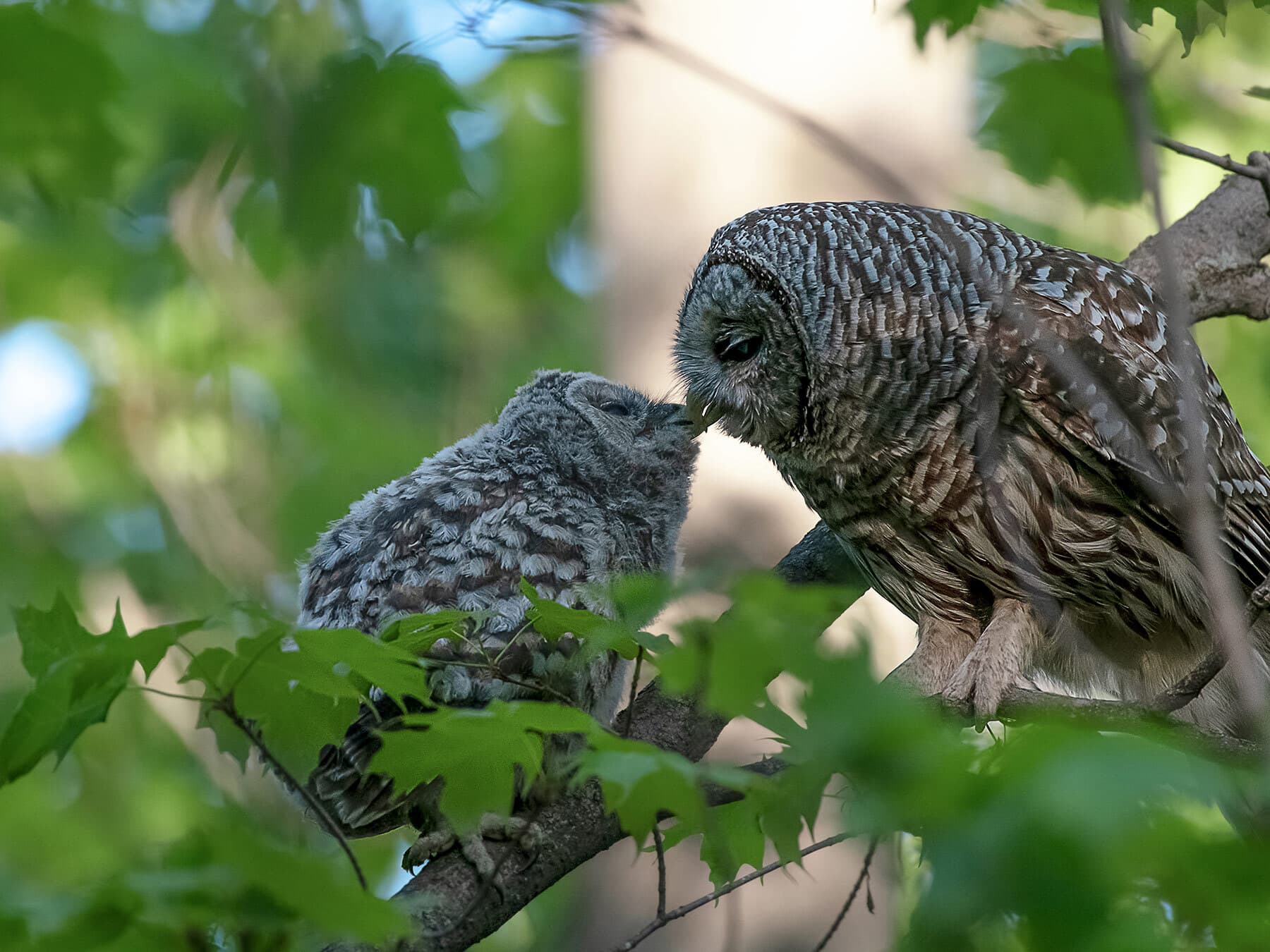 Barred owl feeding young