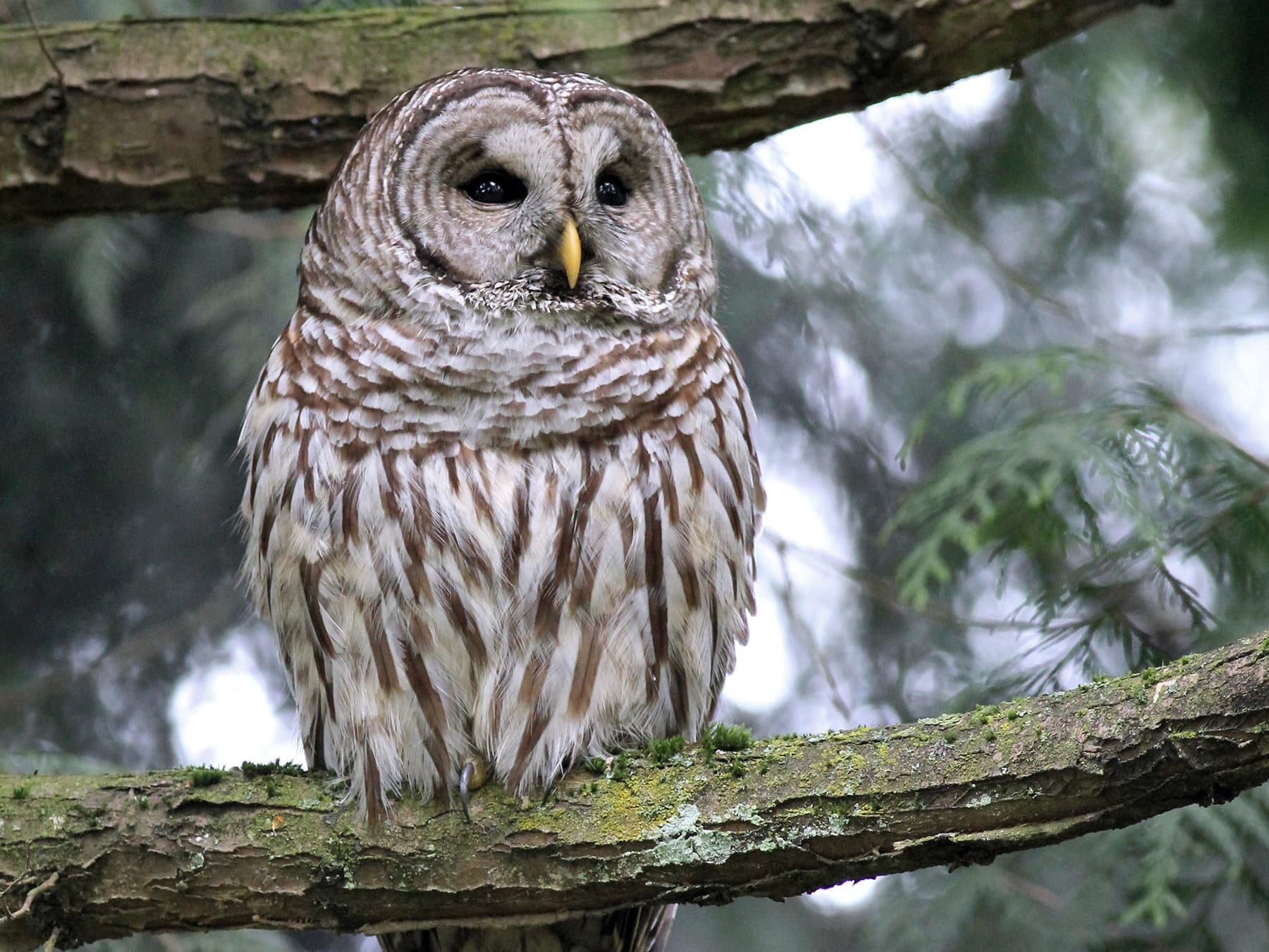 Barred Owl perching in woodland habitat