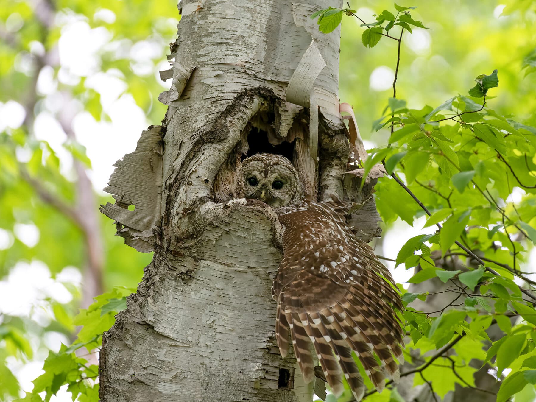 Barred owl nest