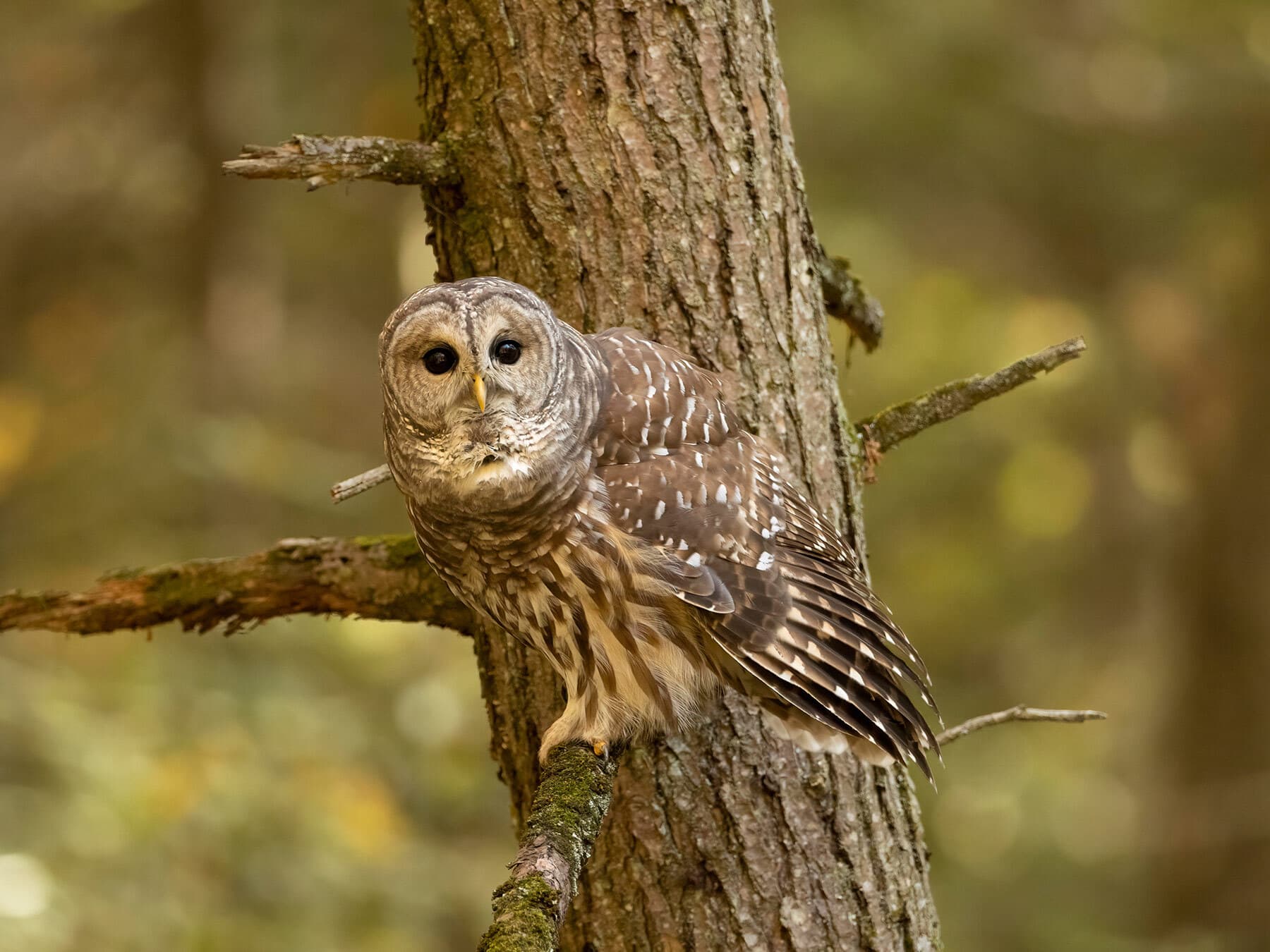 Barred owl on tree