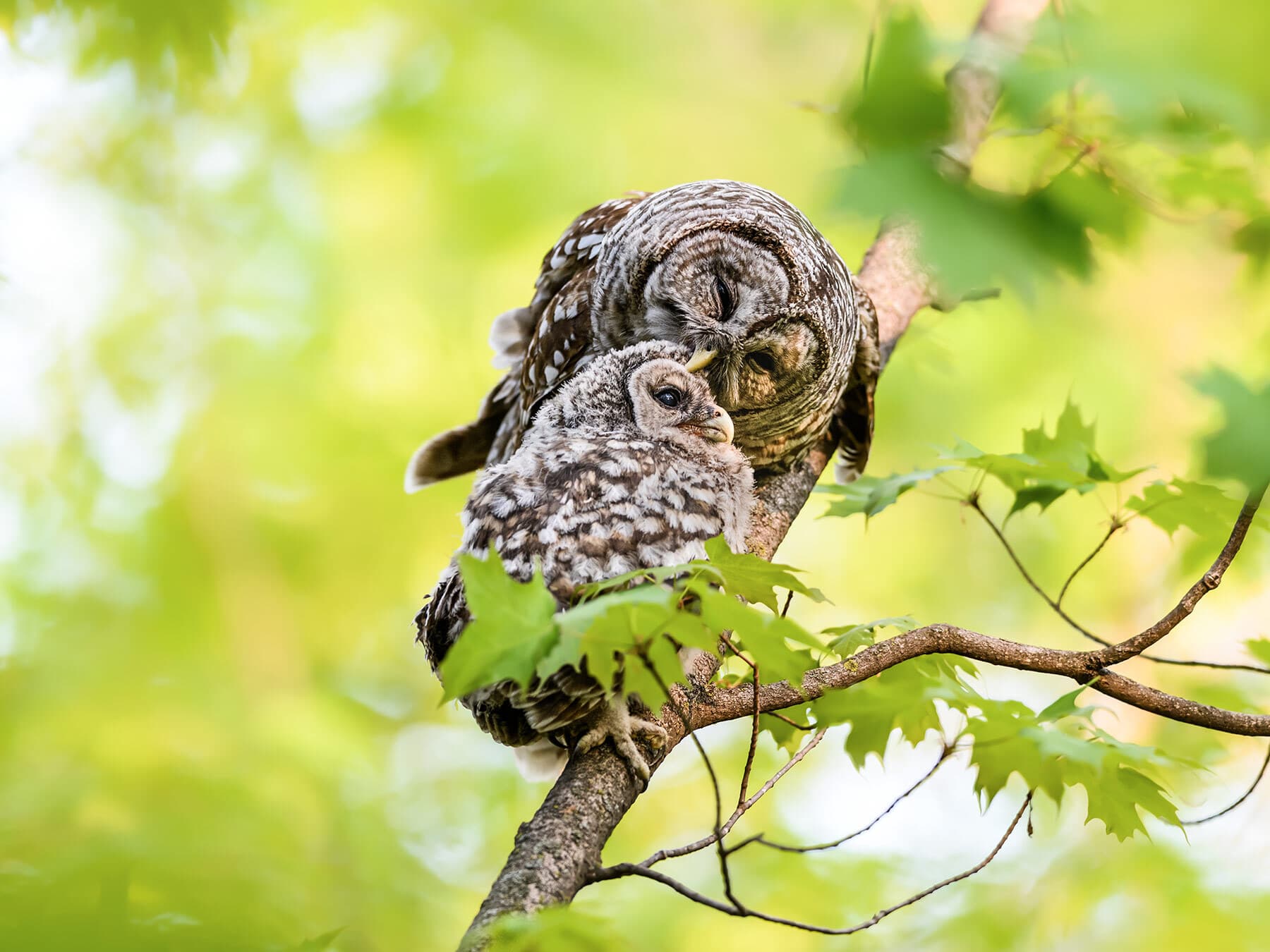 Barred owl preening owlet