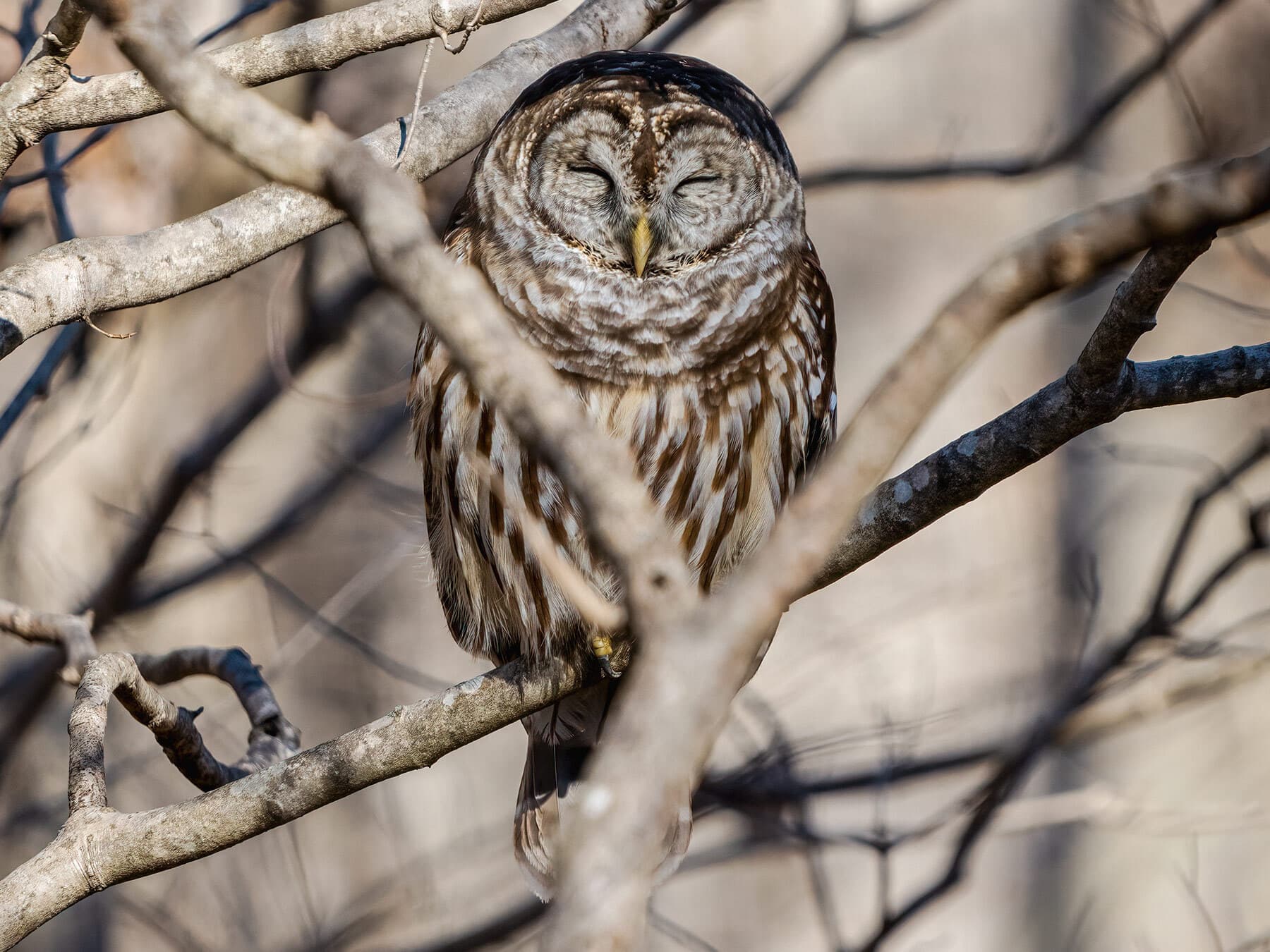 Barred owl sleeping